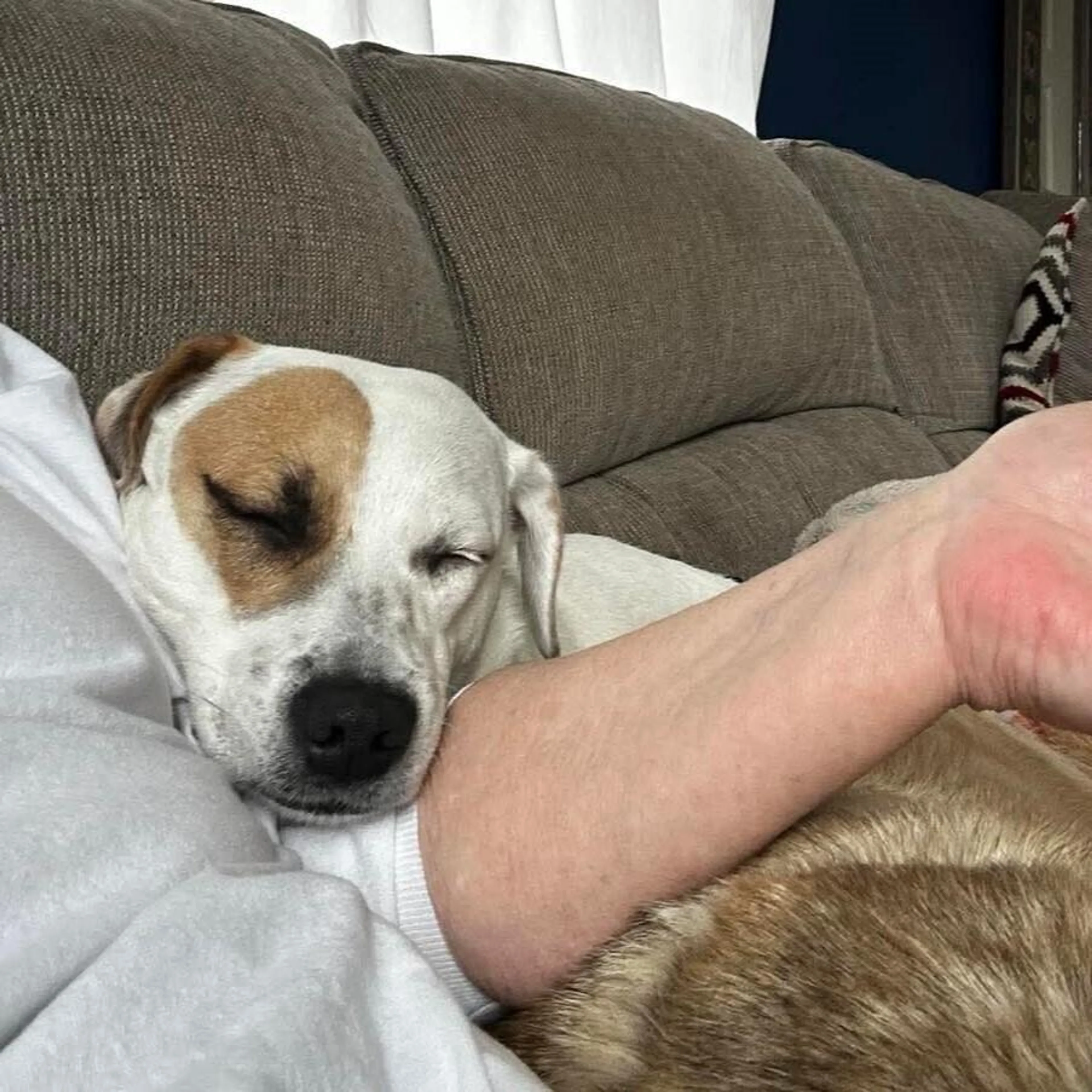 Found pet-1