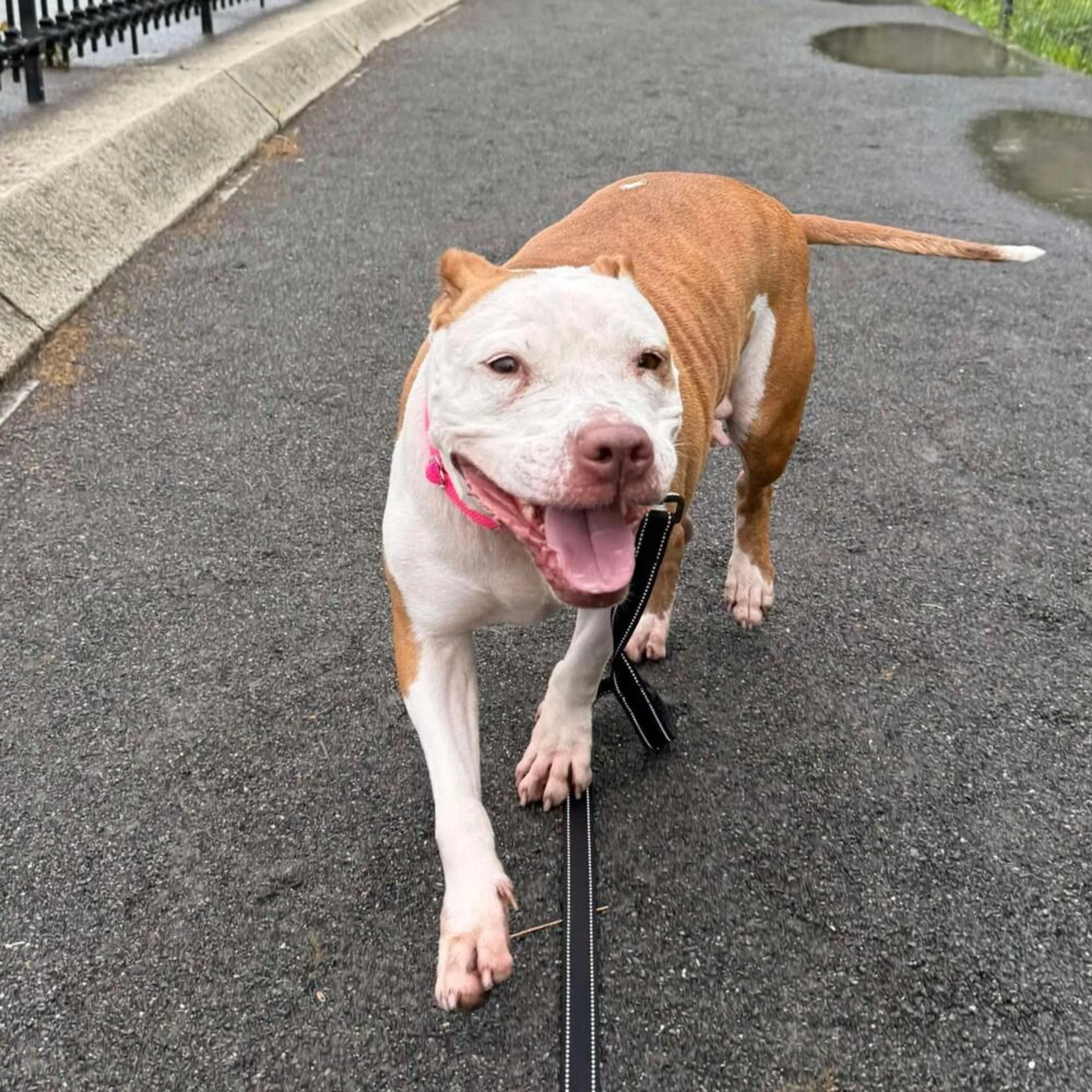 Found pet-1
