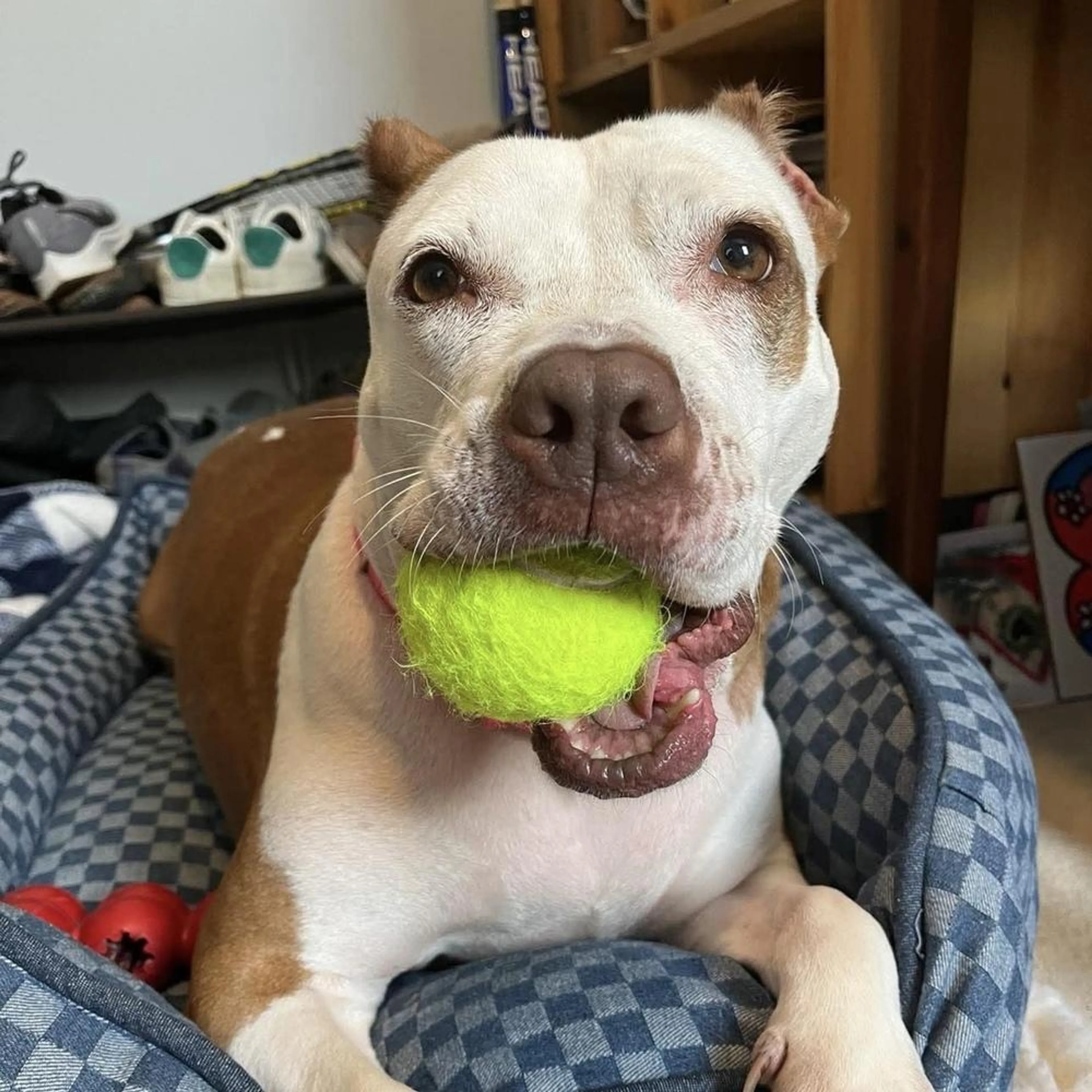 Found pet-4