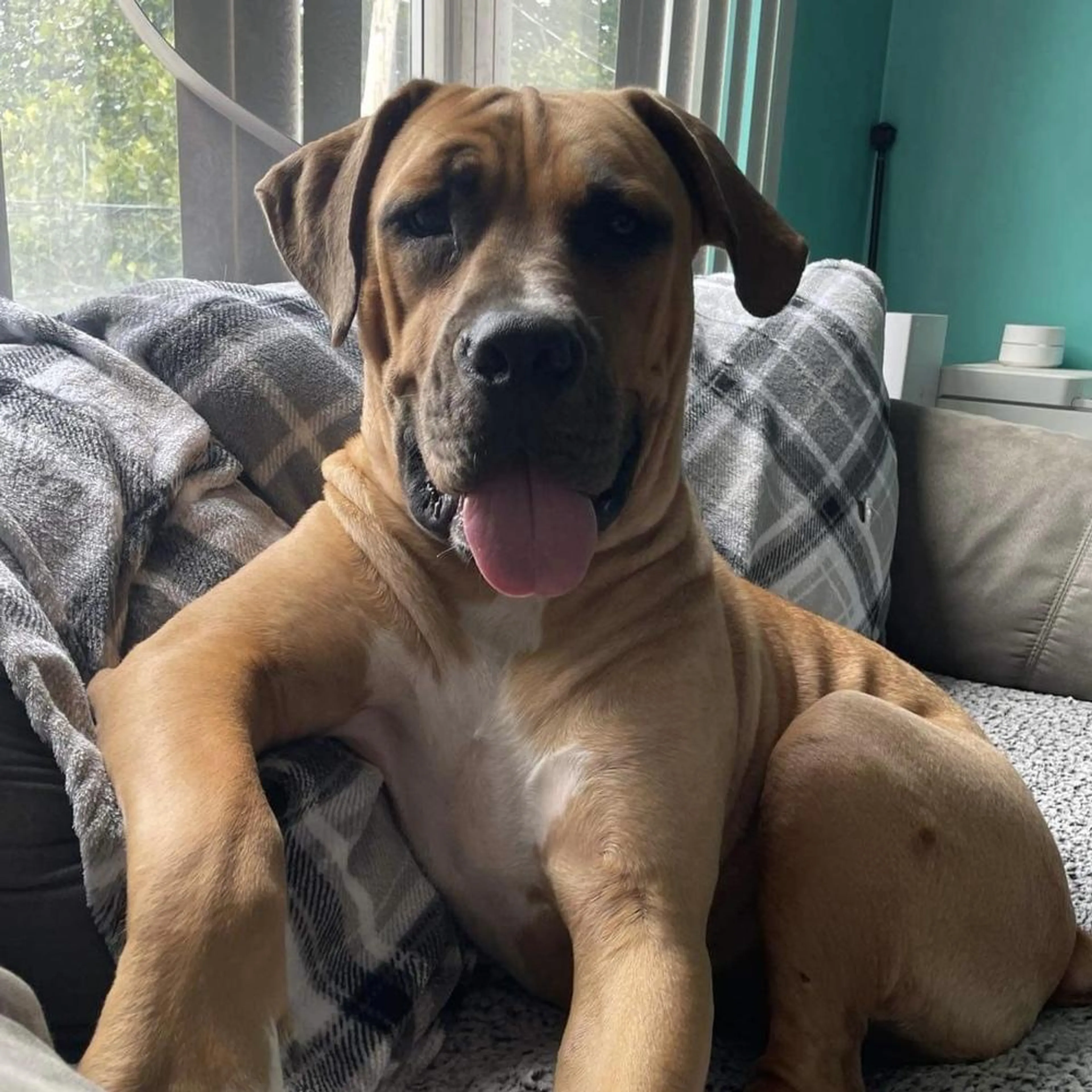 Found pet-2