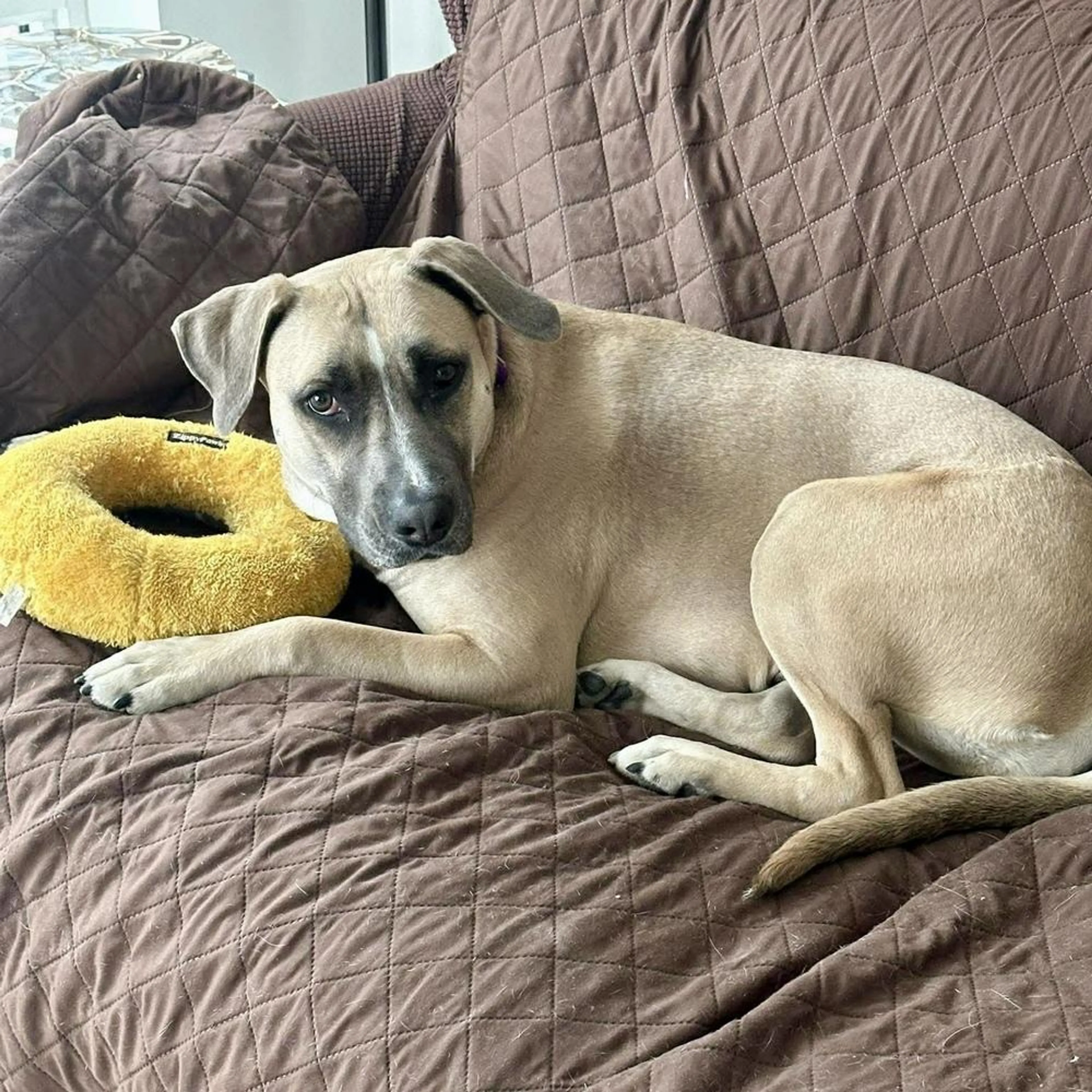 Found pet-4