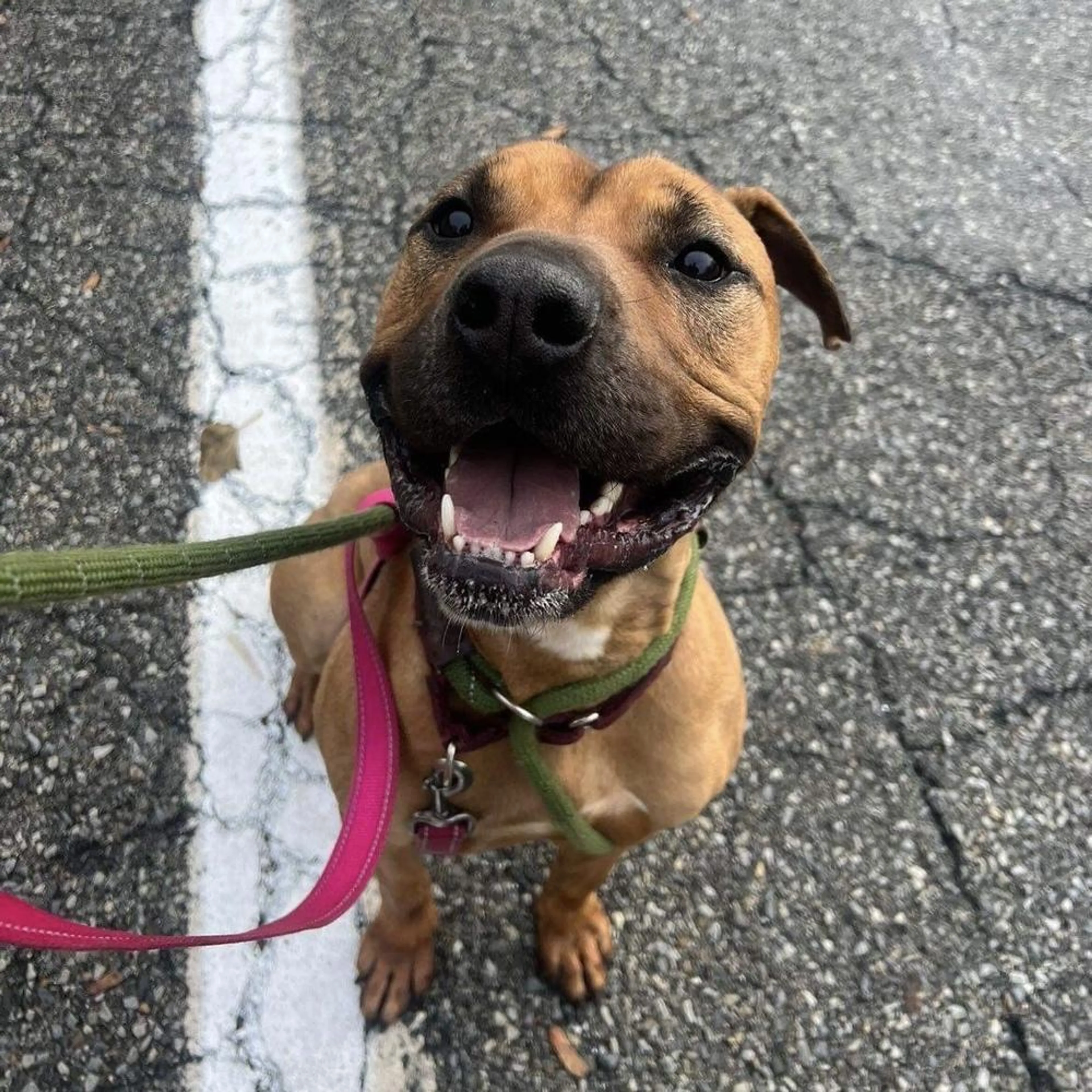 Found pet-4