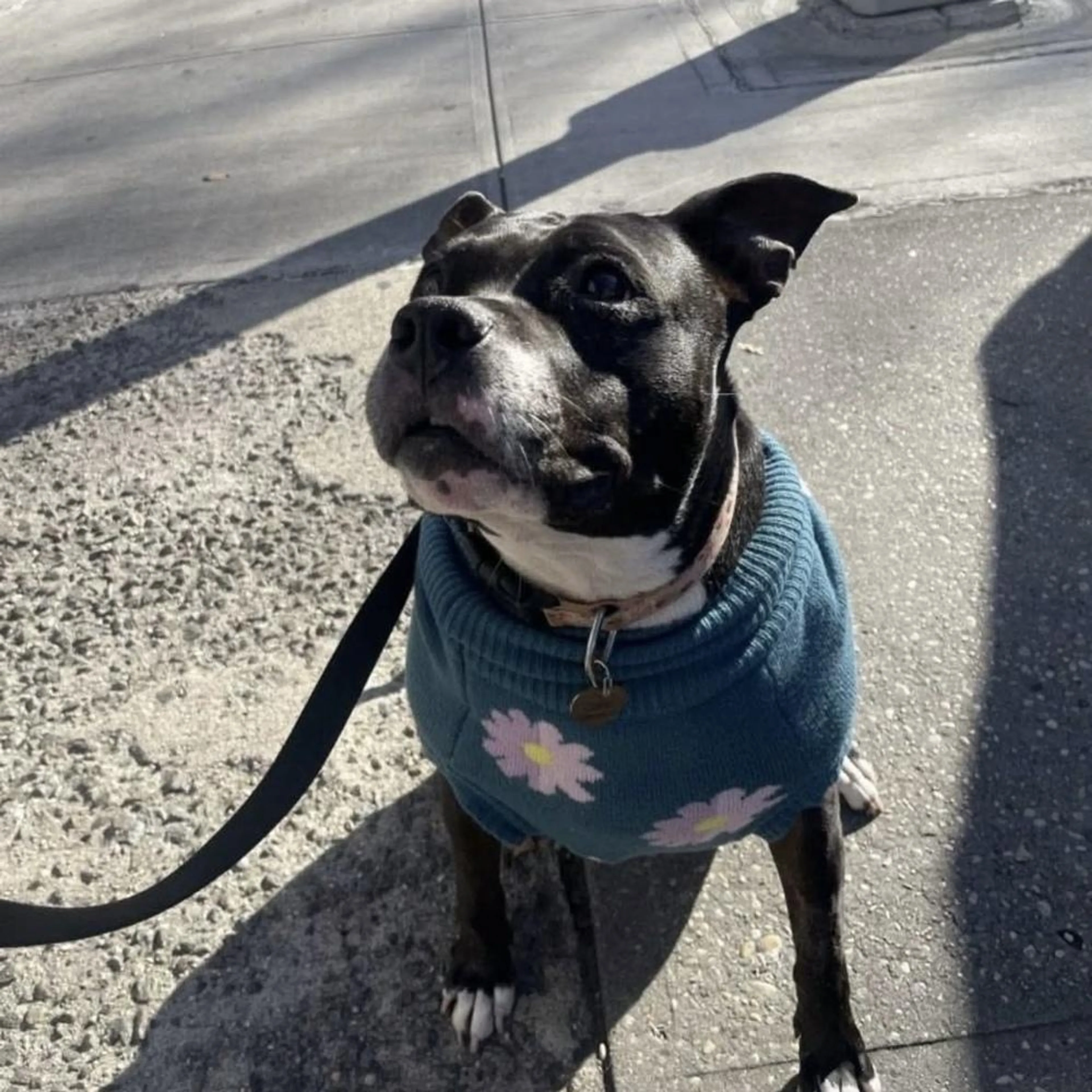 Found pet-1