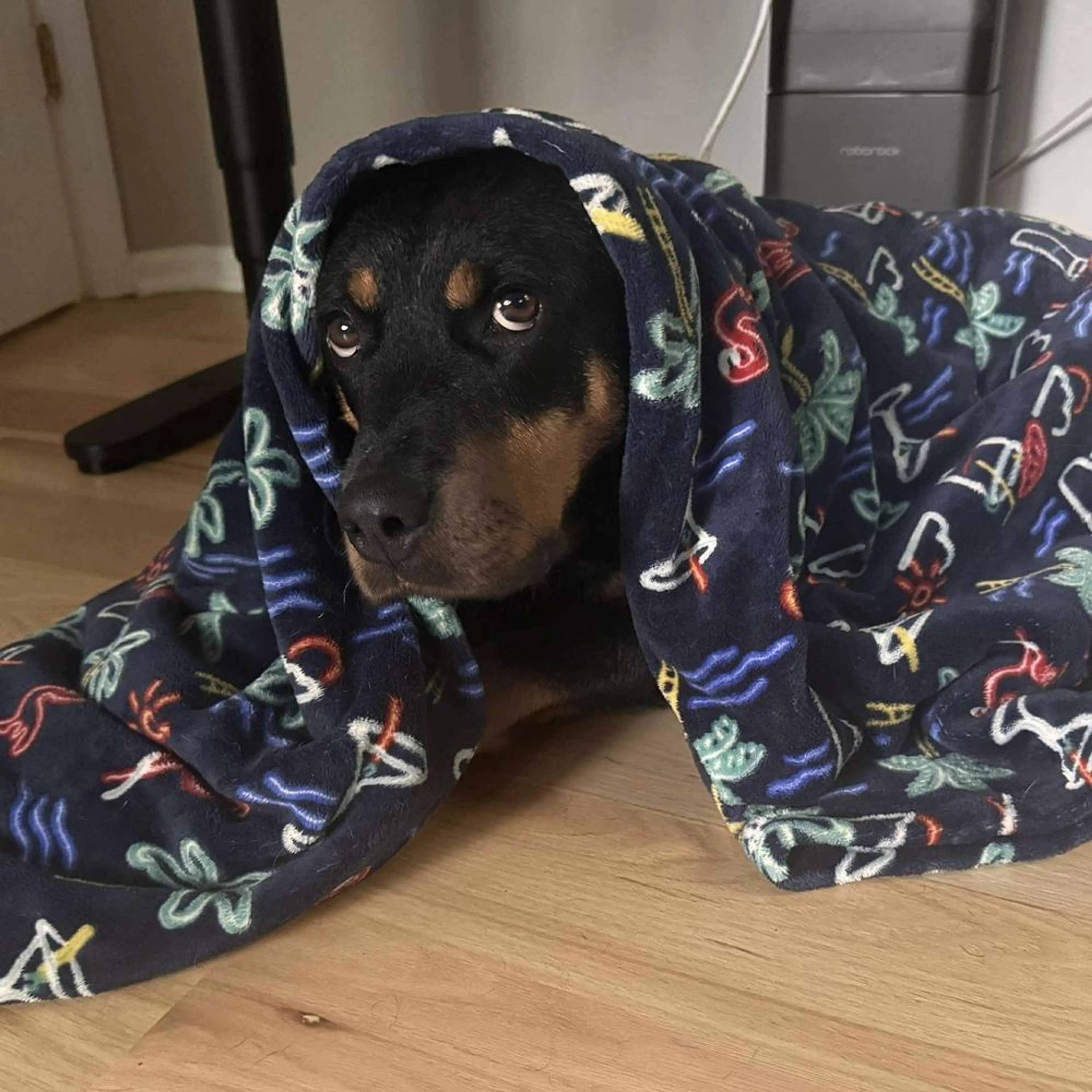 Found pet-0