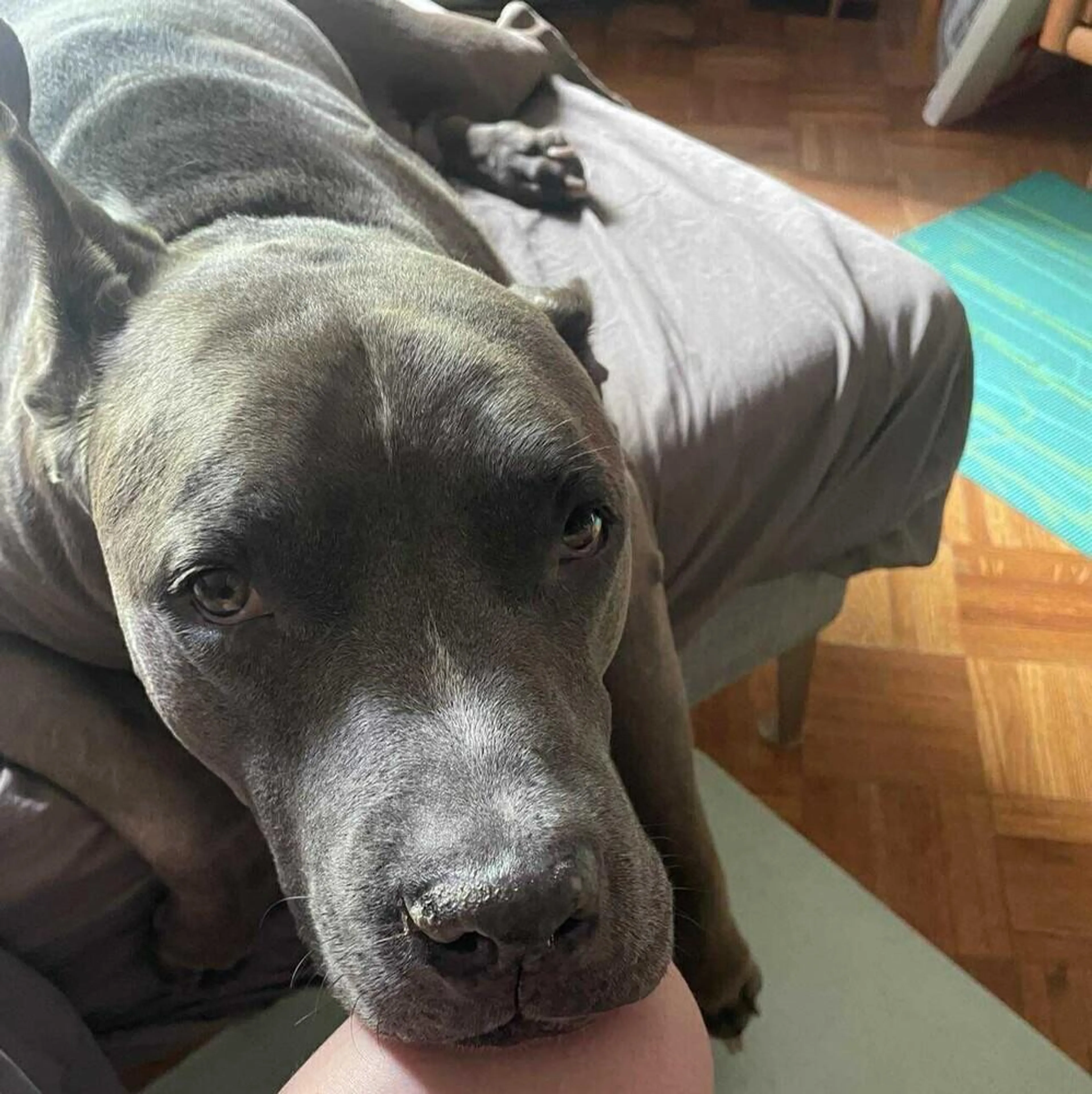 Found pet-1