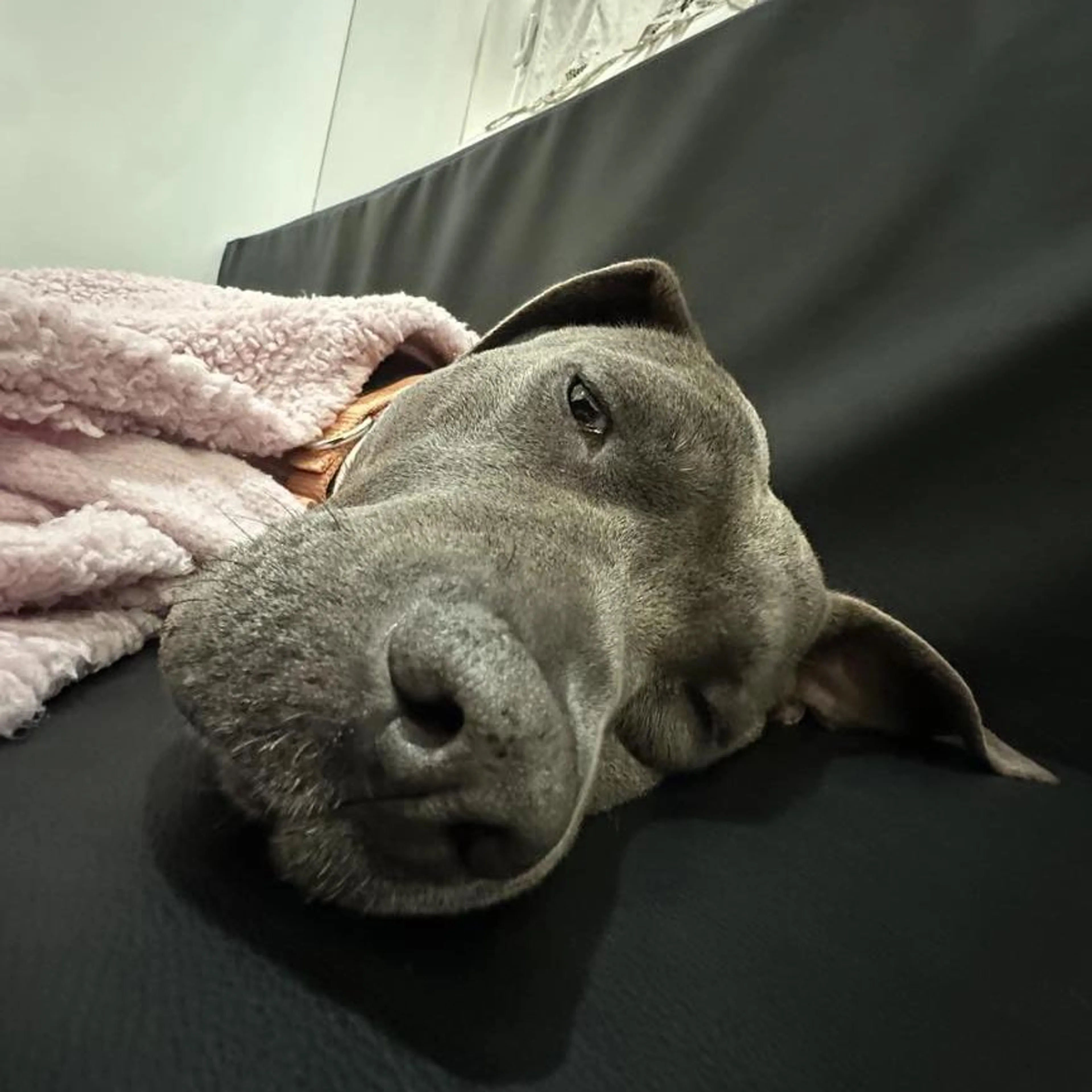 Found pet-4