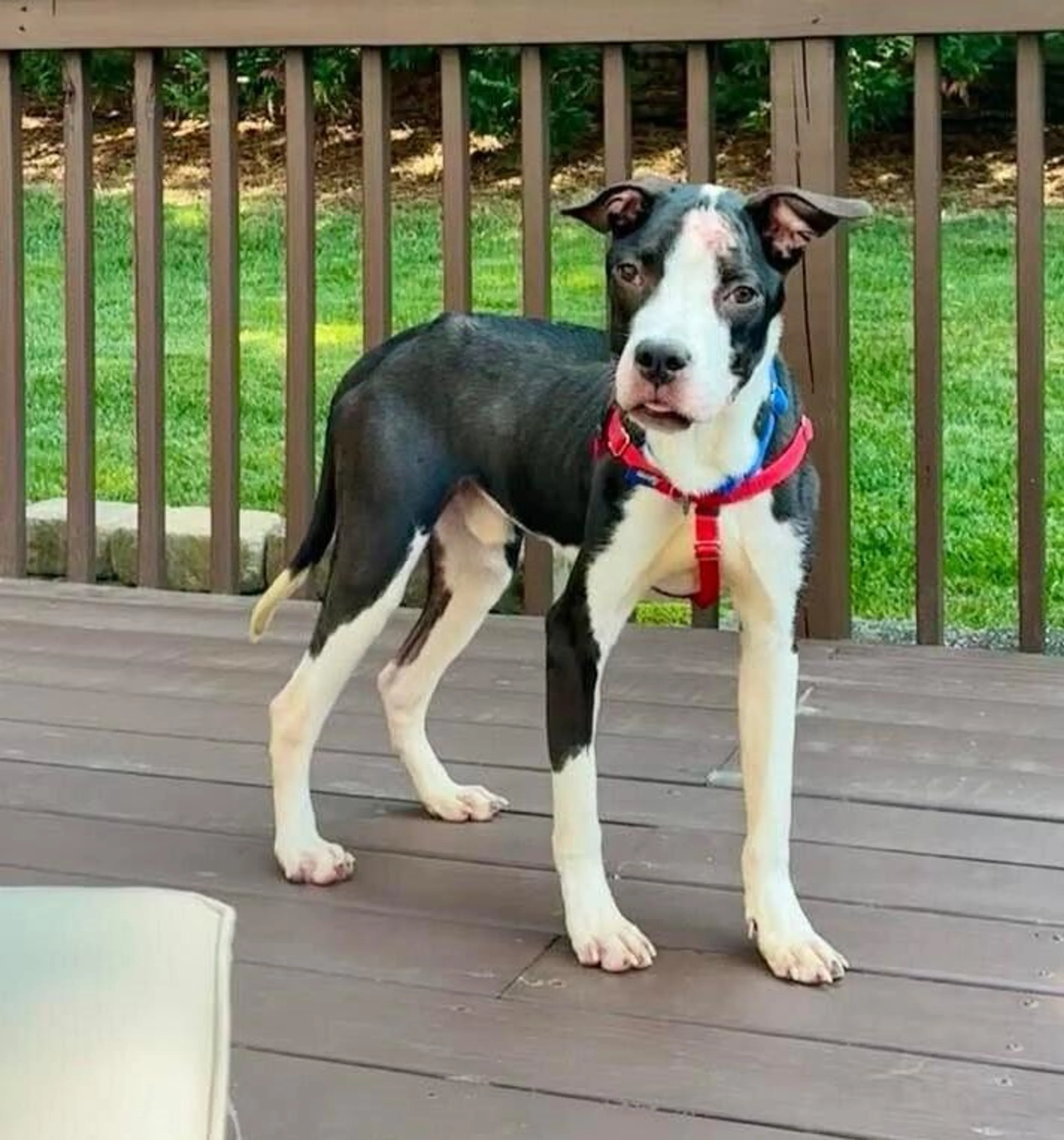 Found pet-0
