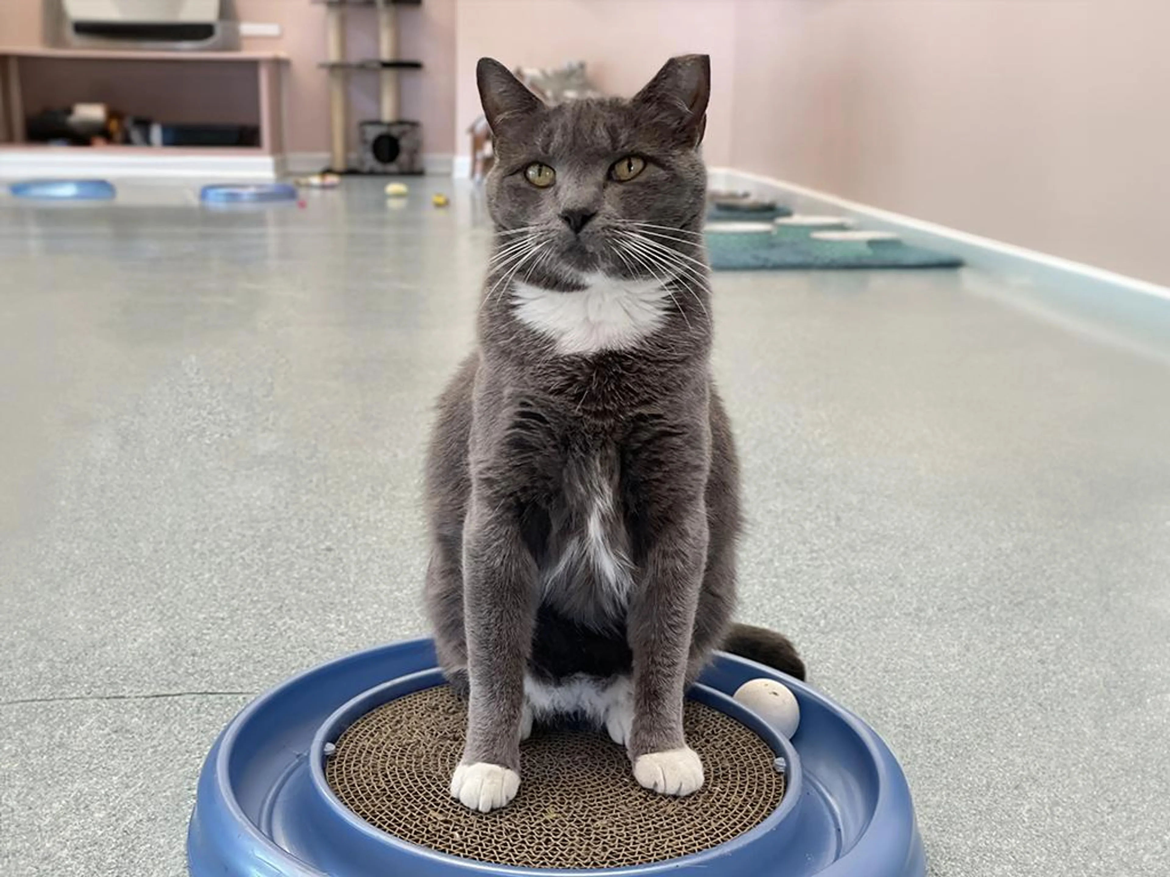 Found pet-4
