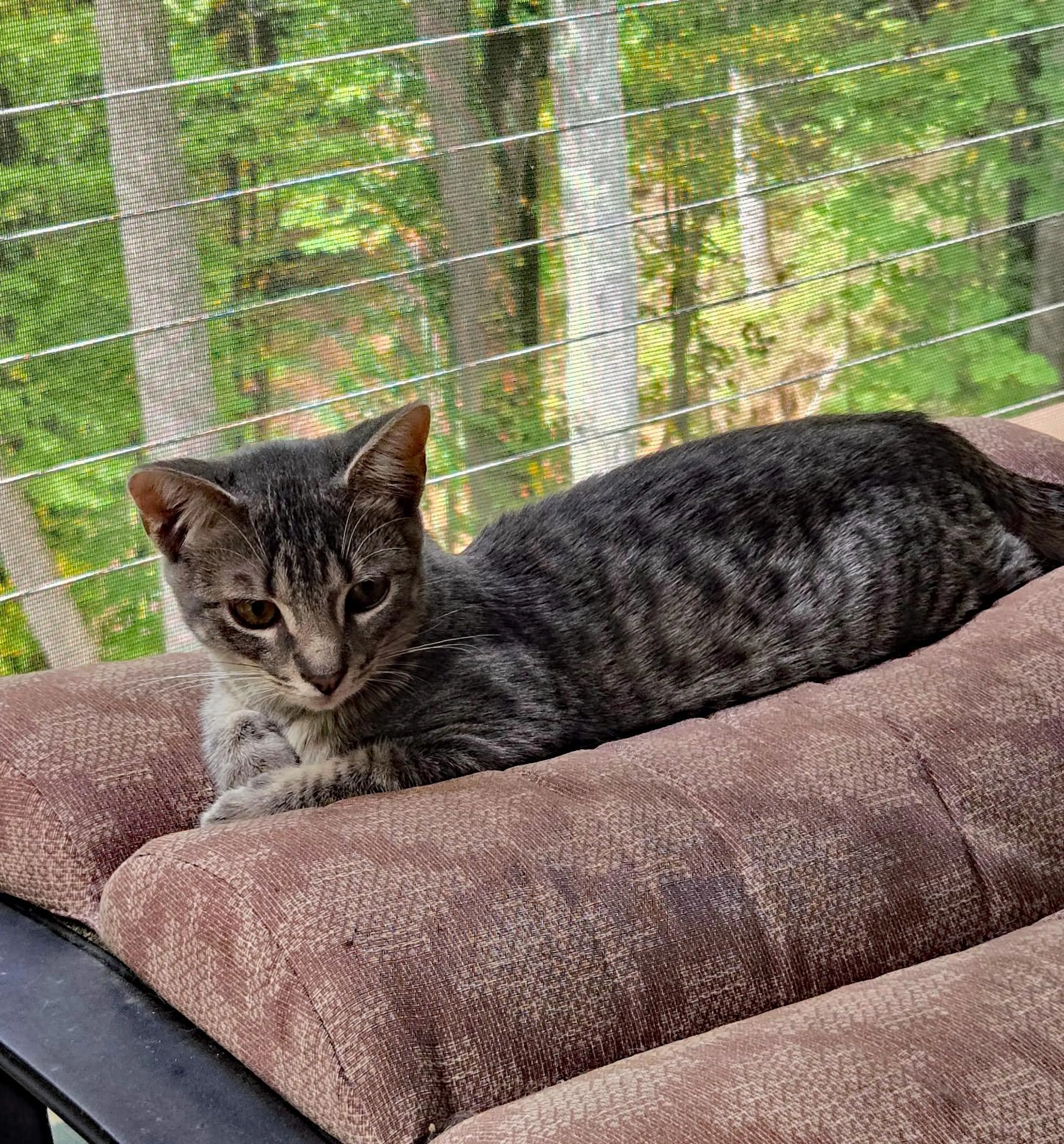 Found pet-1