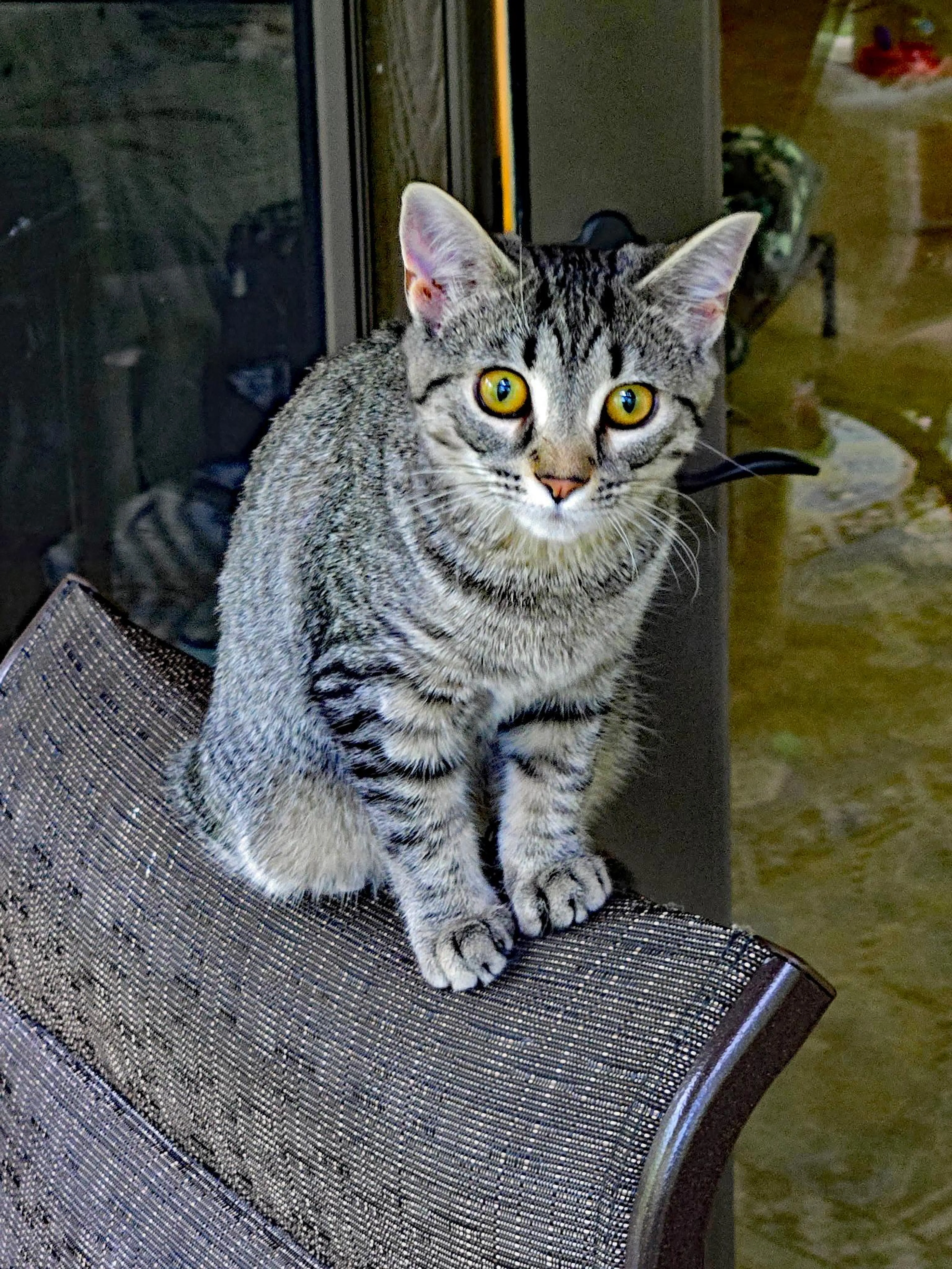 Found pet-2