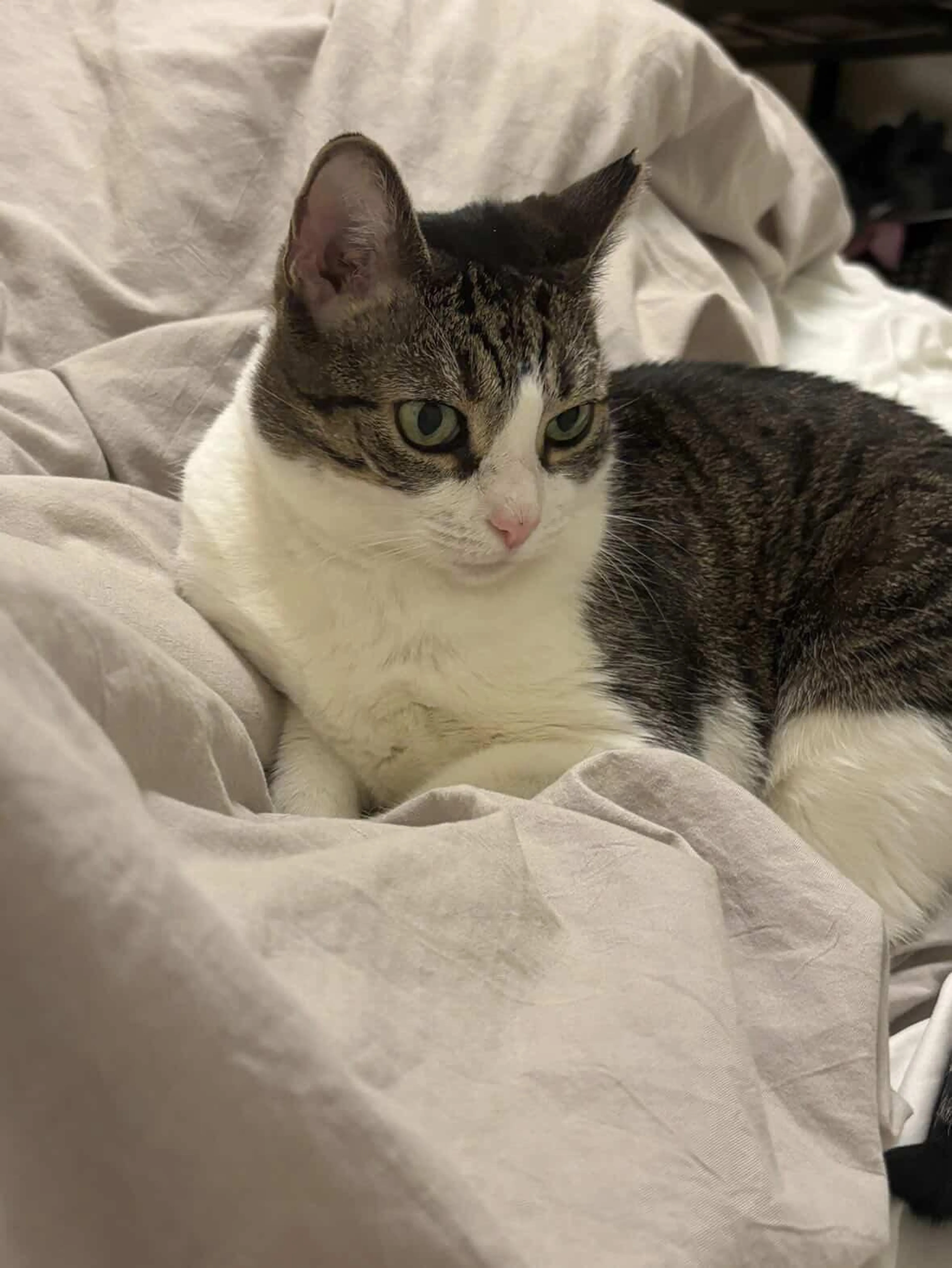 Found pet-1
