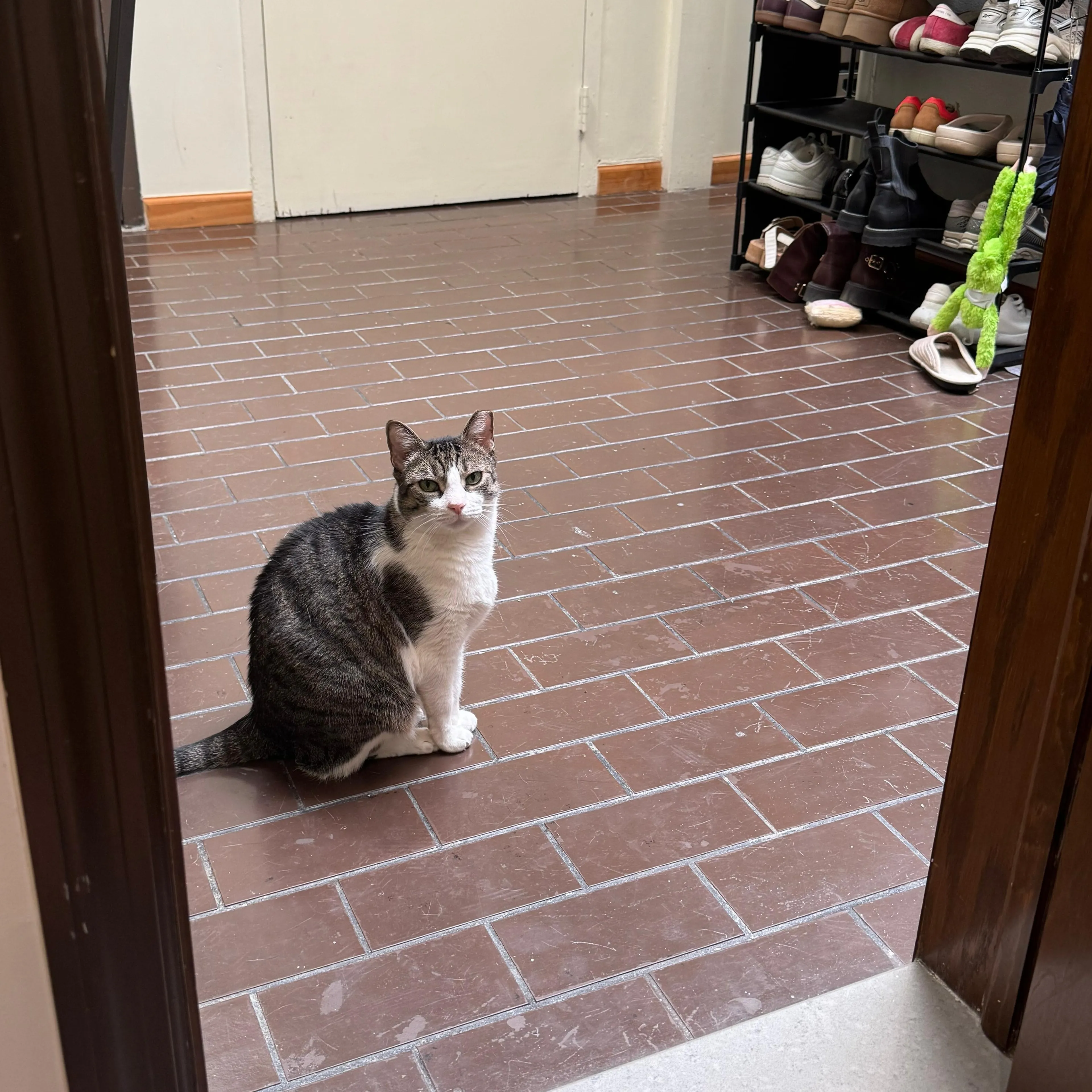 Found pet-3