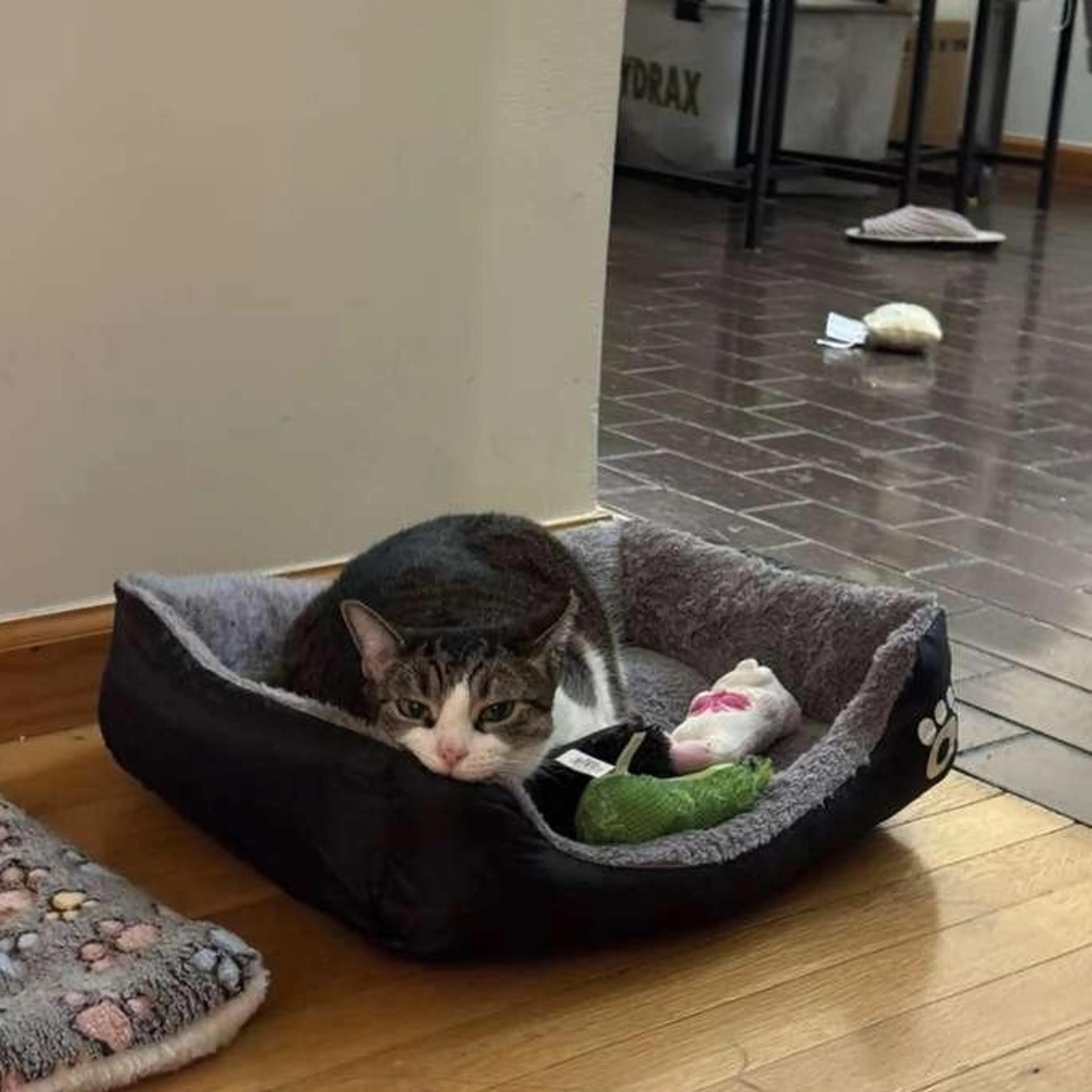 Found pet-4
