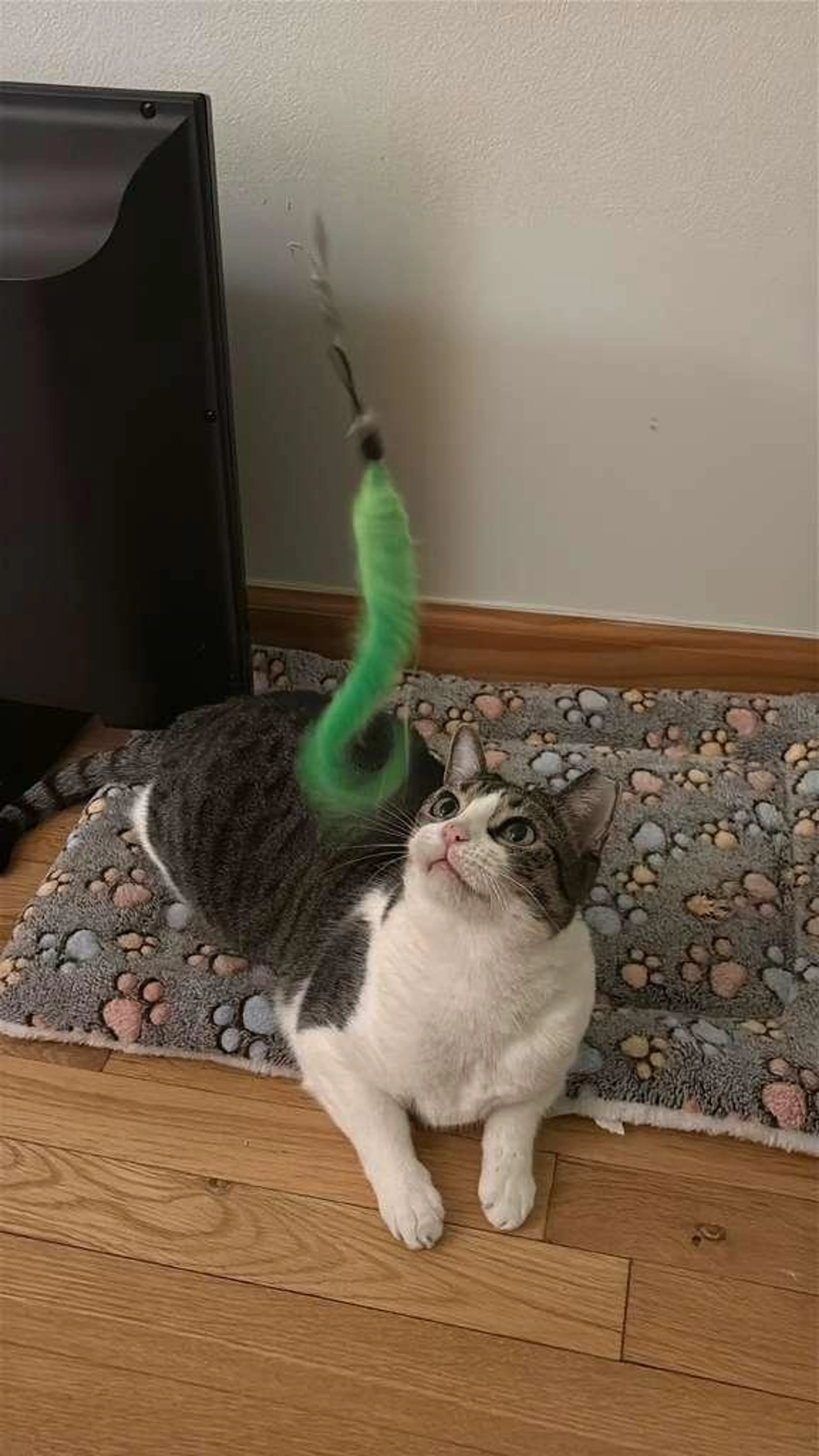 Found pet-2