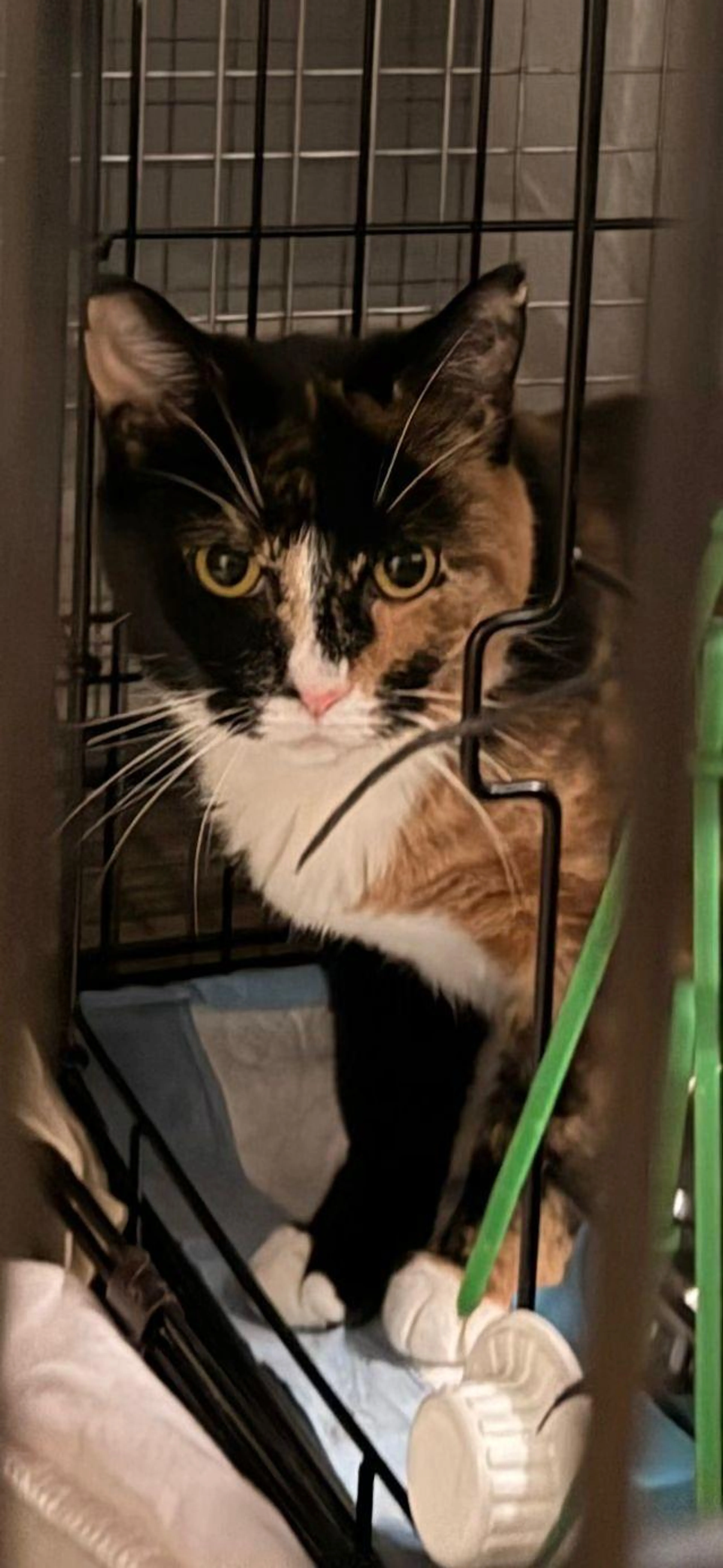 Found pet