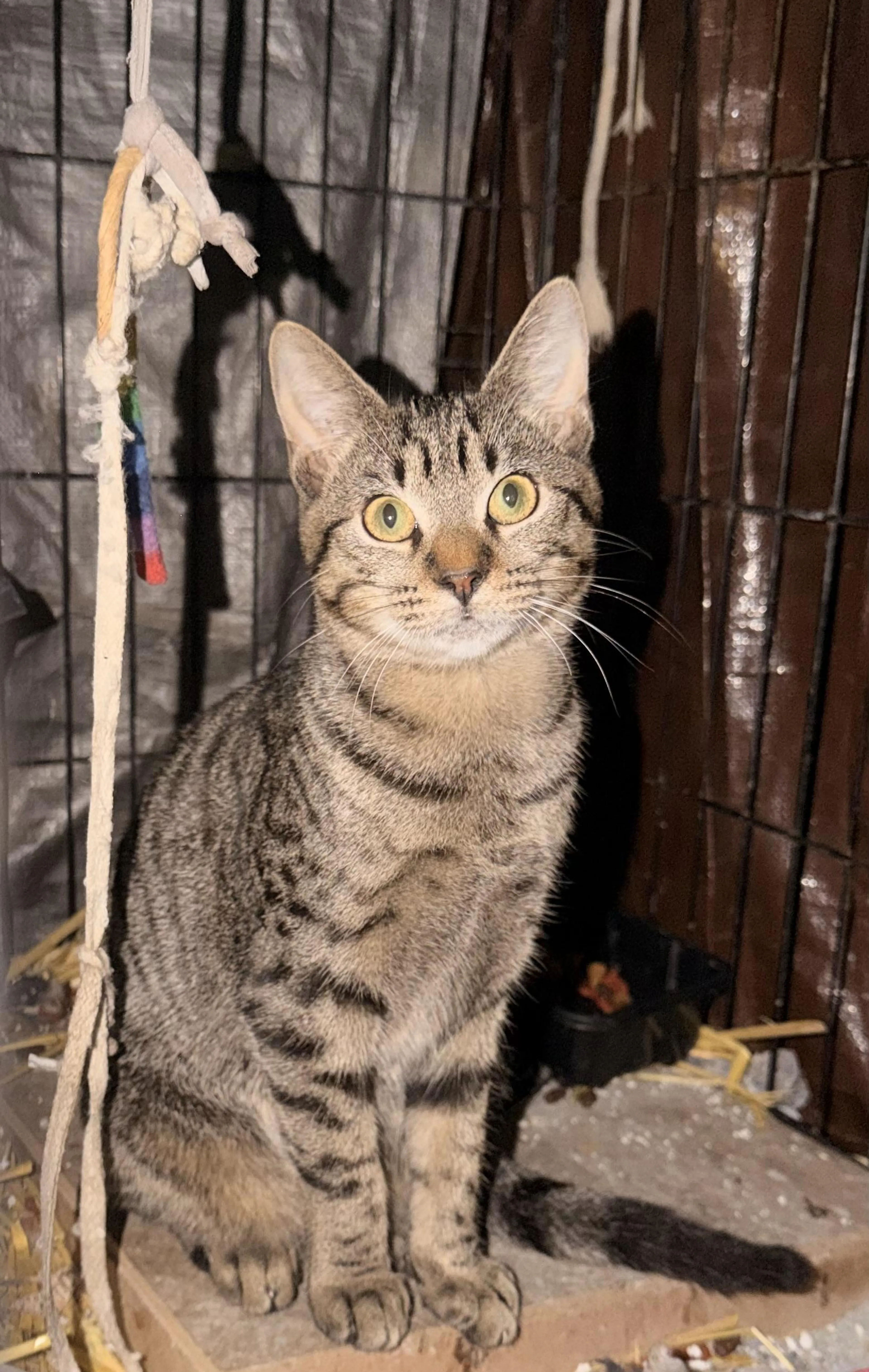 Found pet-2