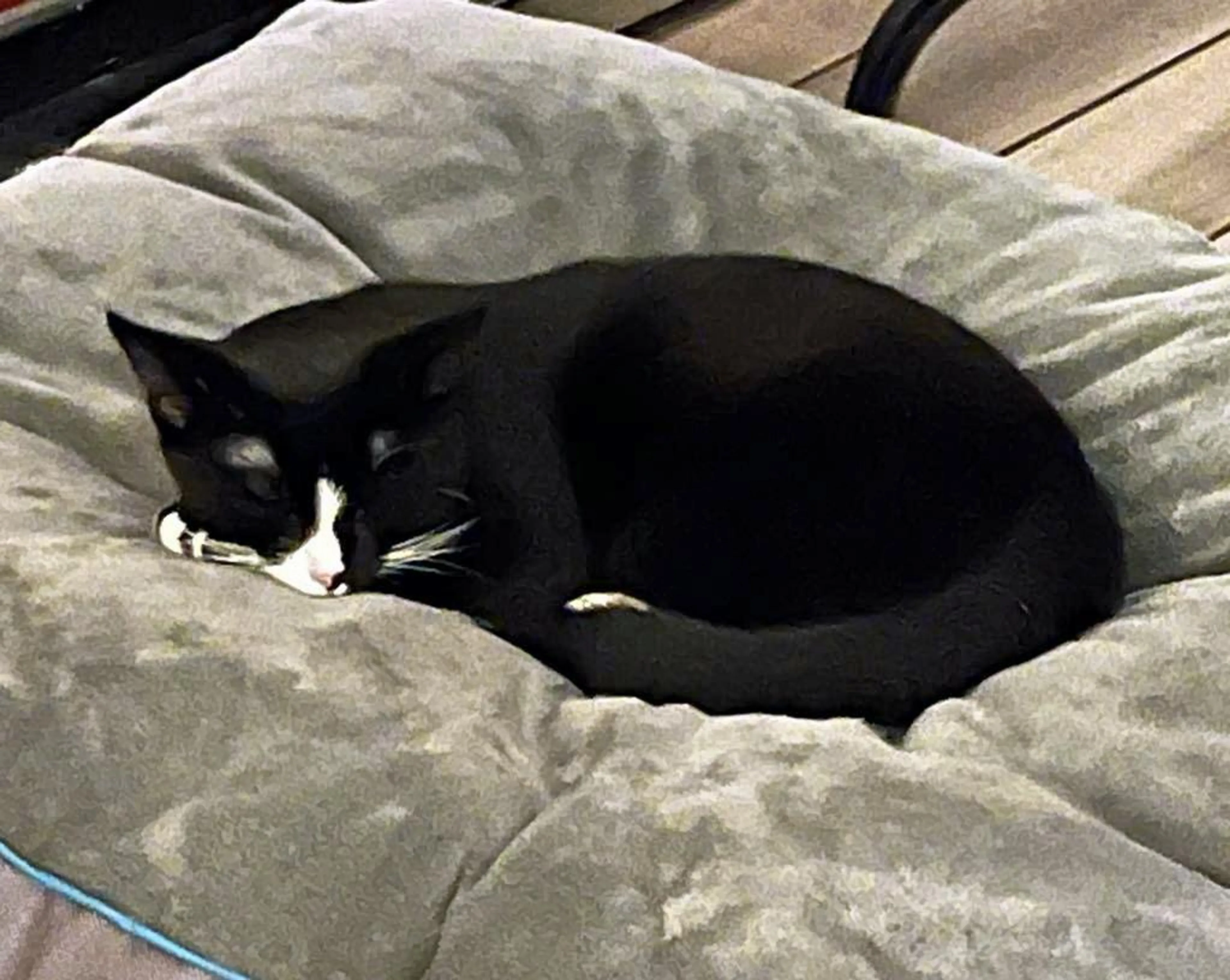 Found pet-3