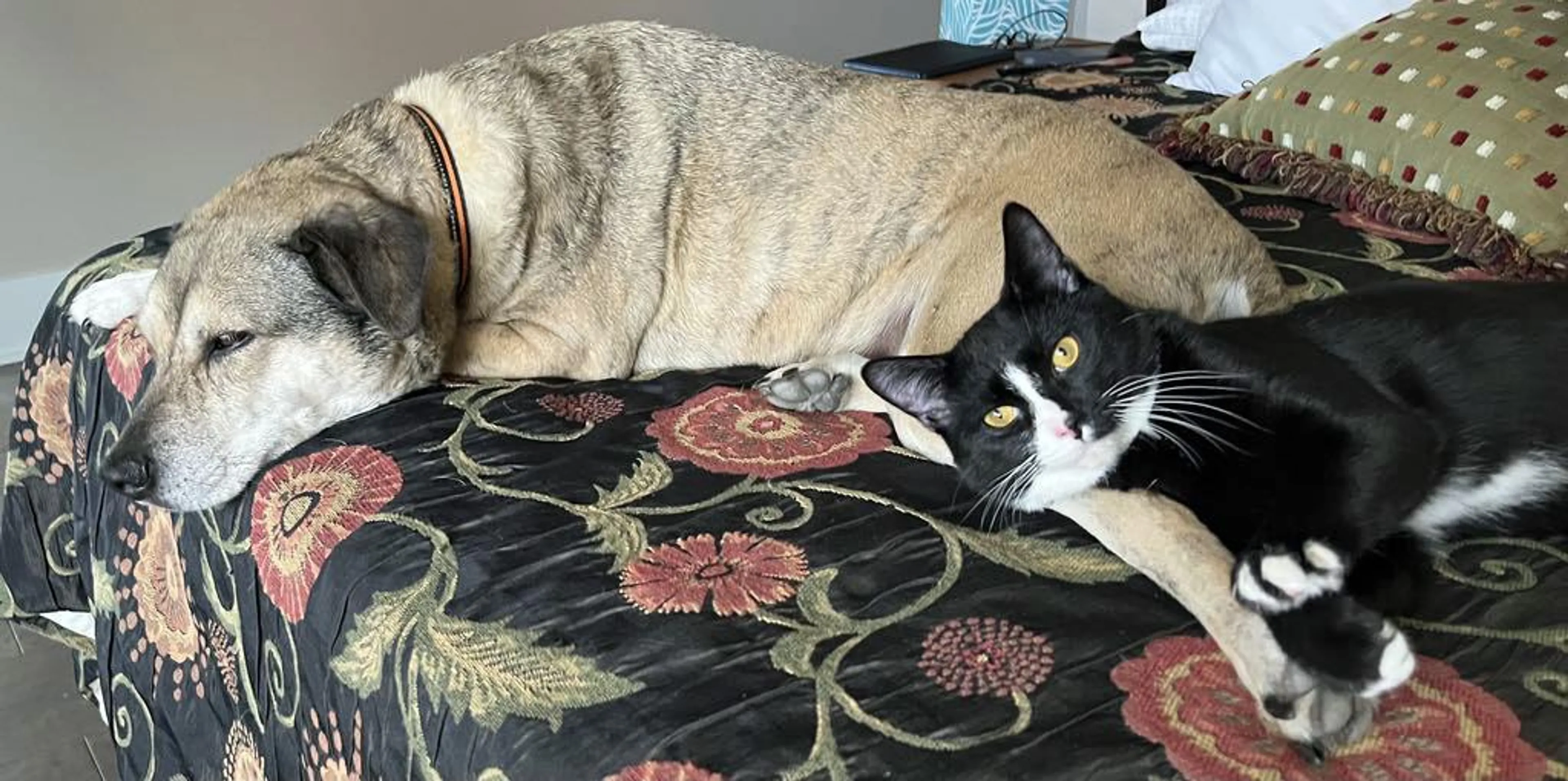 Found pet-2