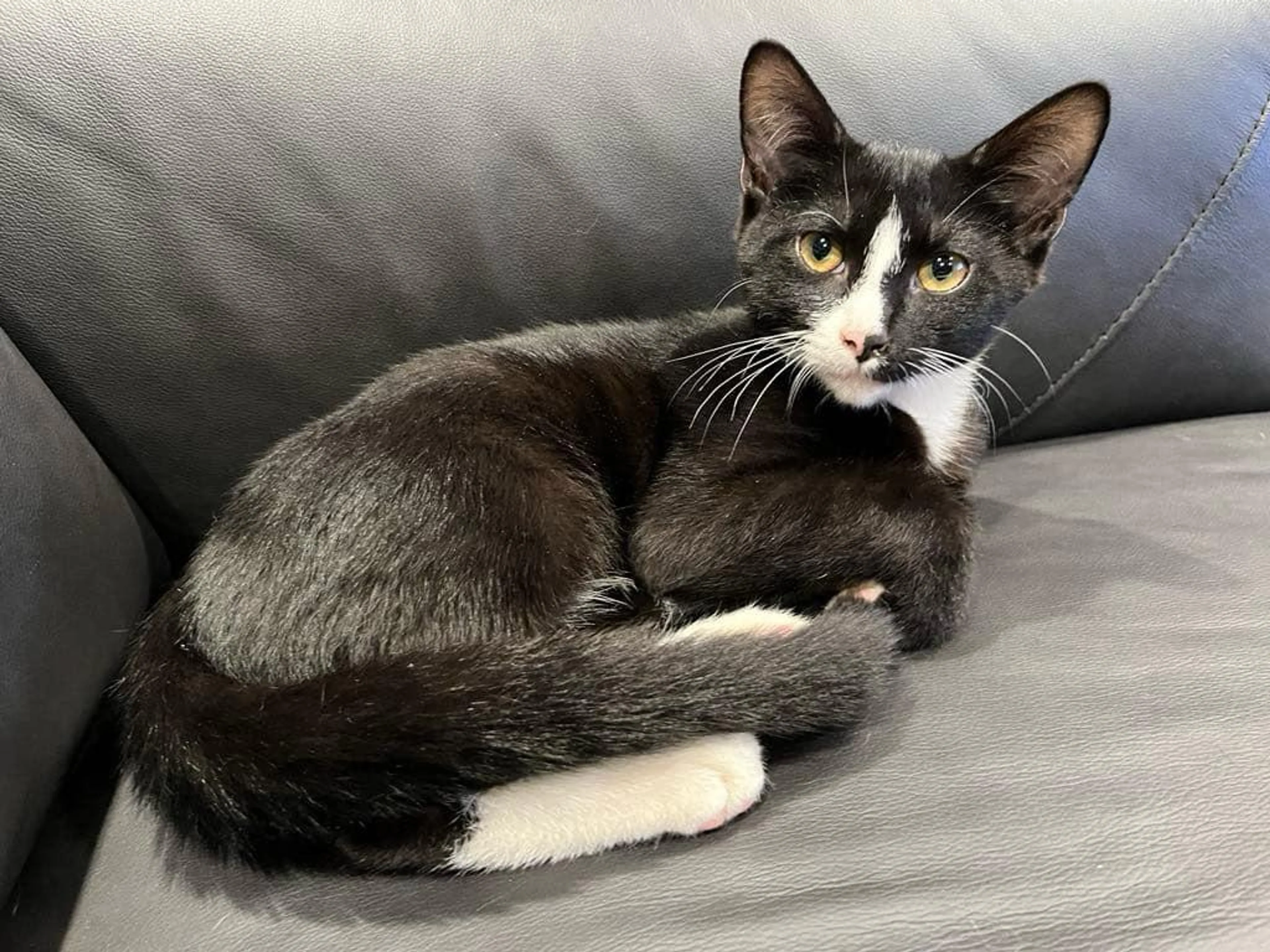 Found pet-5