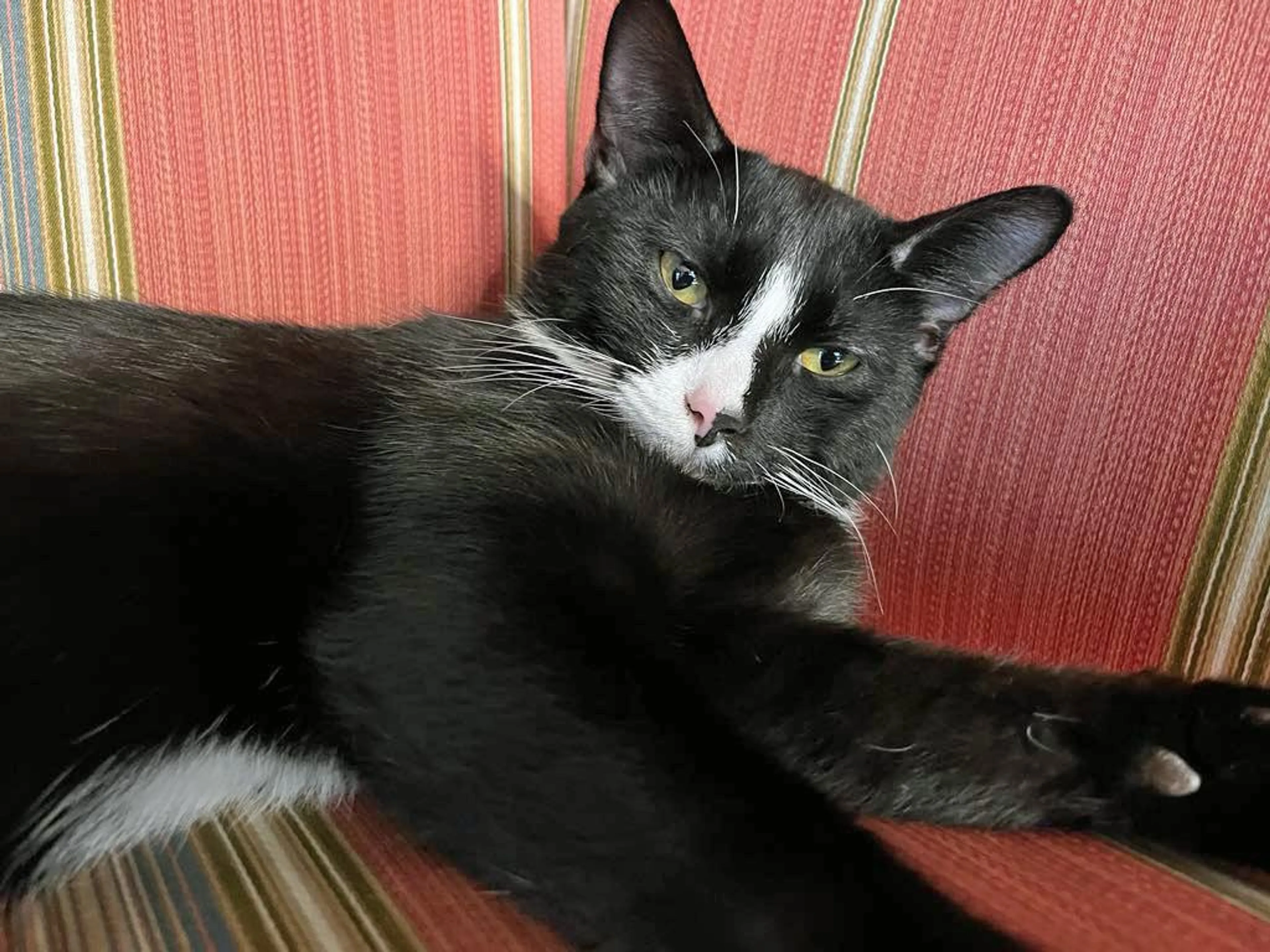 Found pet-4