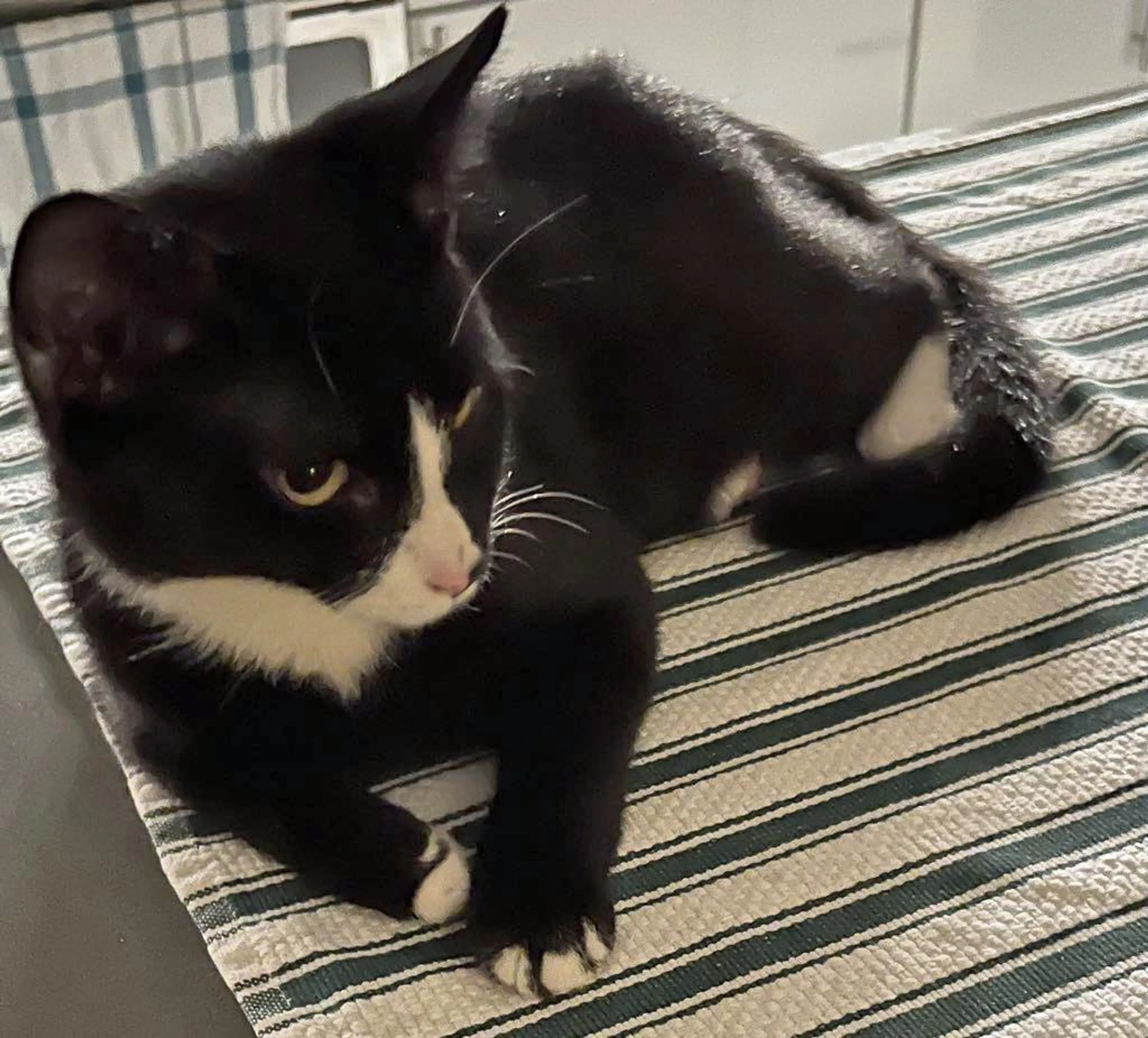 Found pet-1