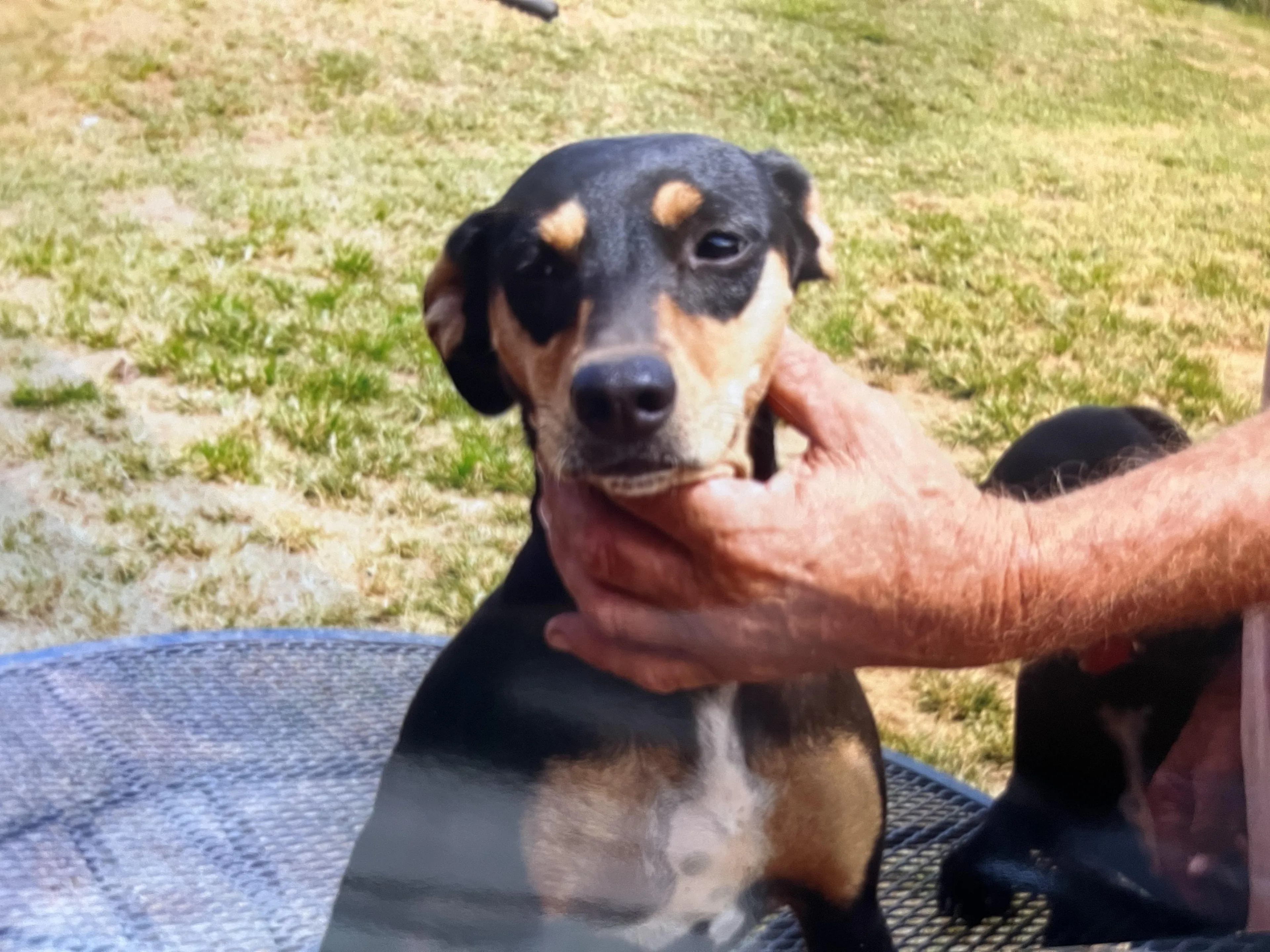 Found pet-2