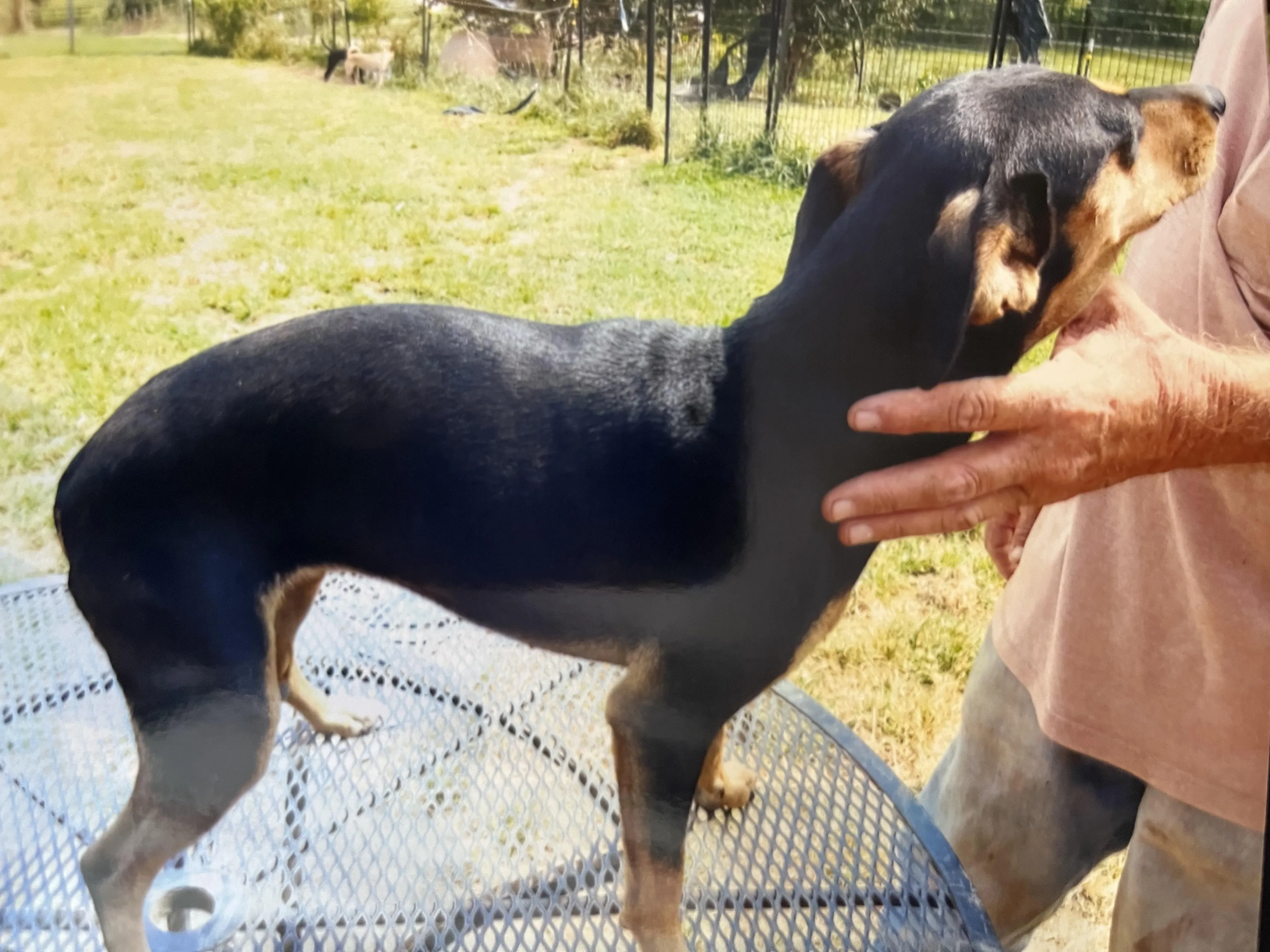 Found pet-5