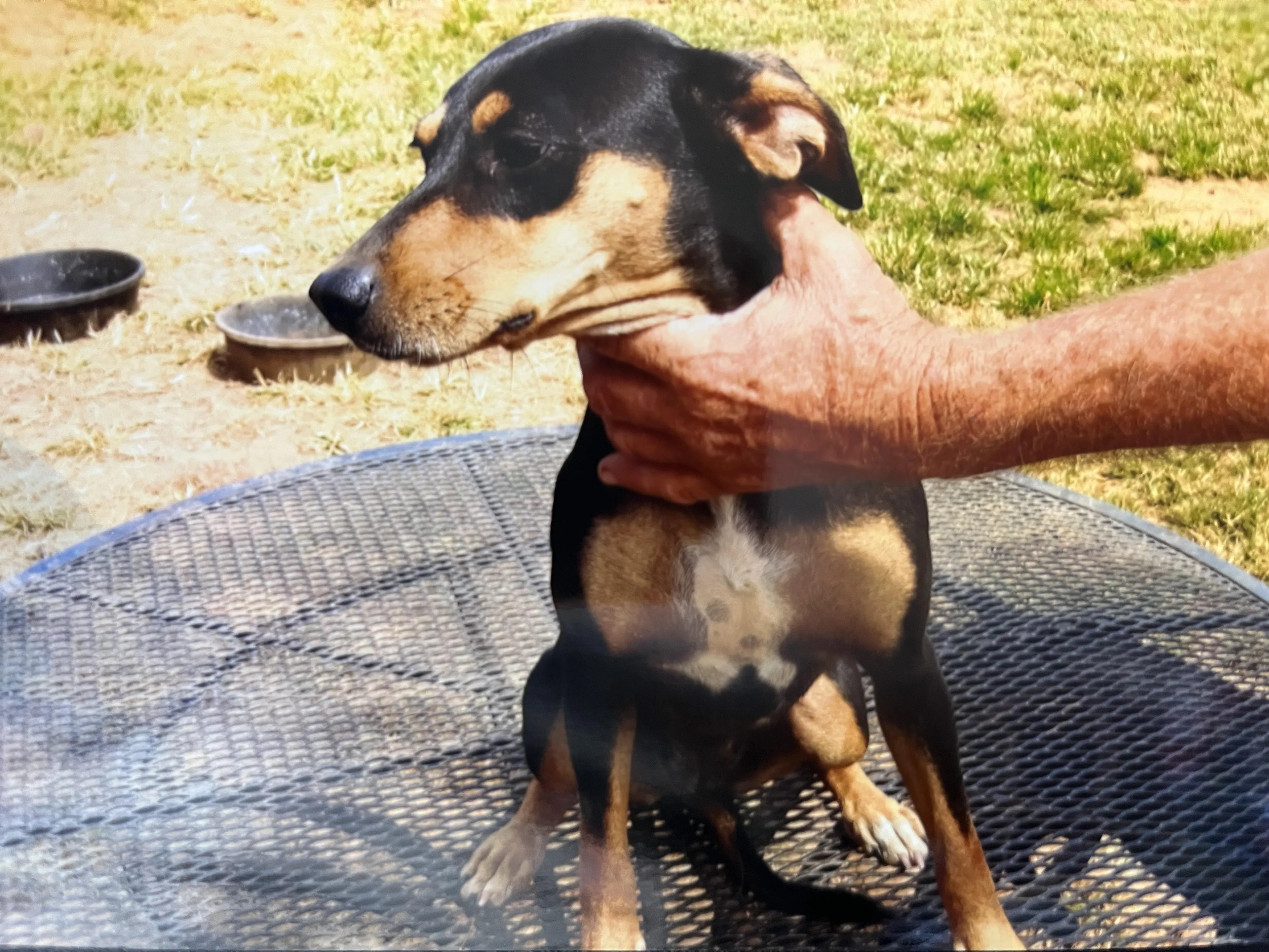 Found pet-4