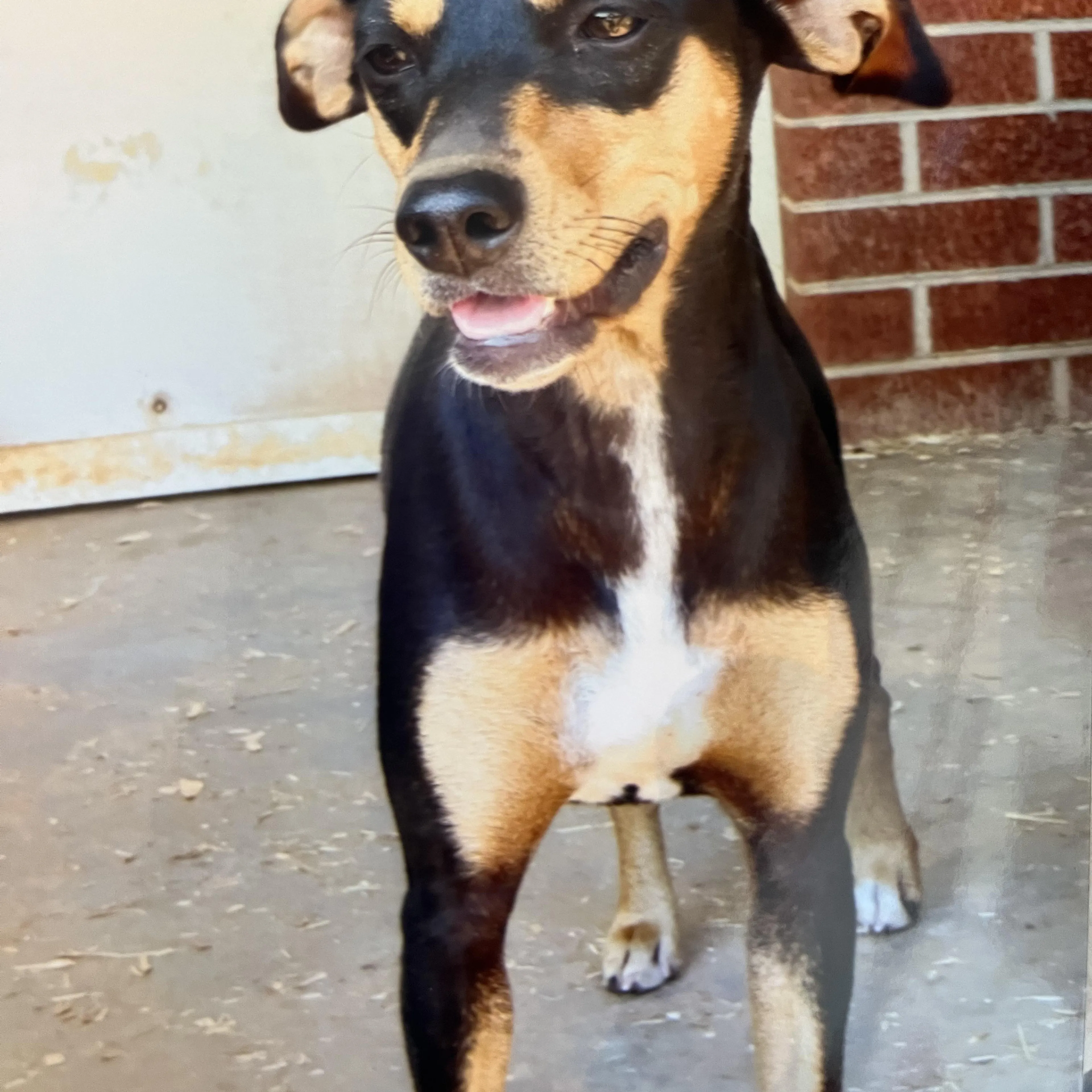 Found pet-1