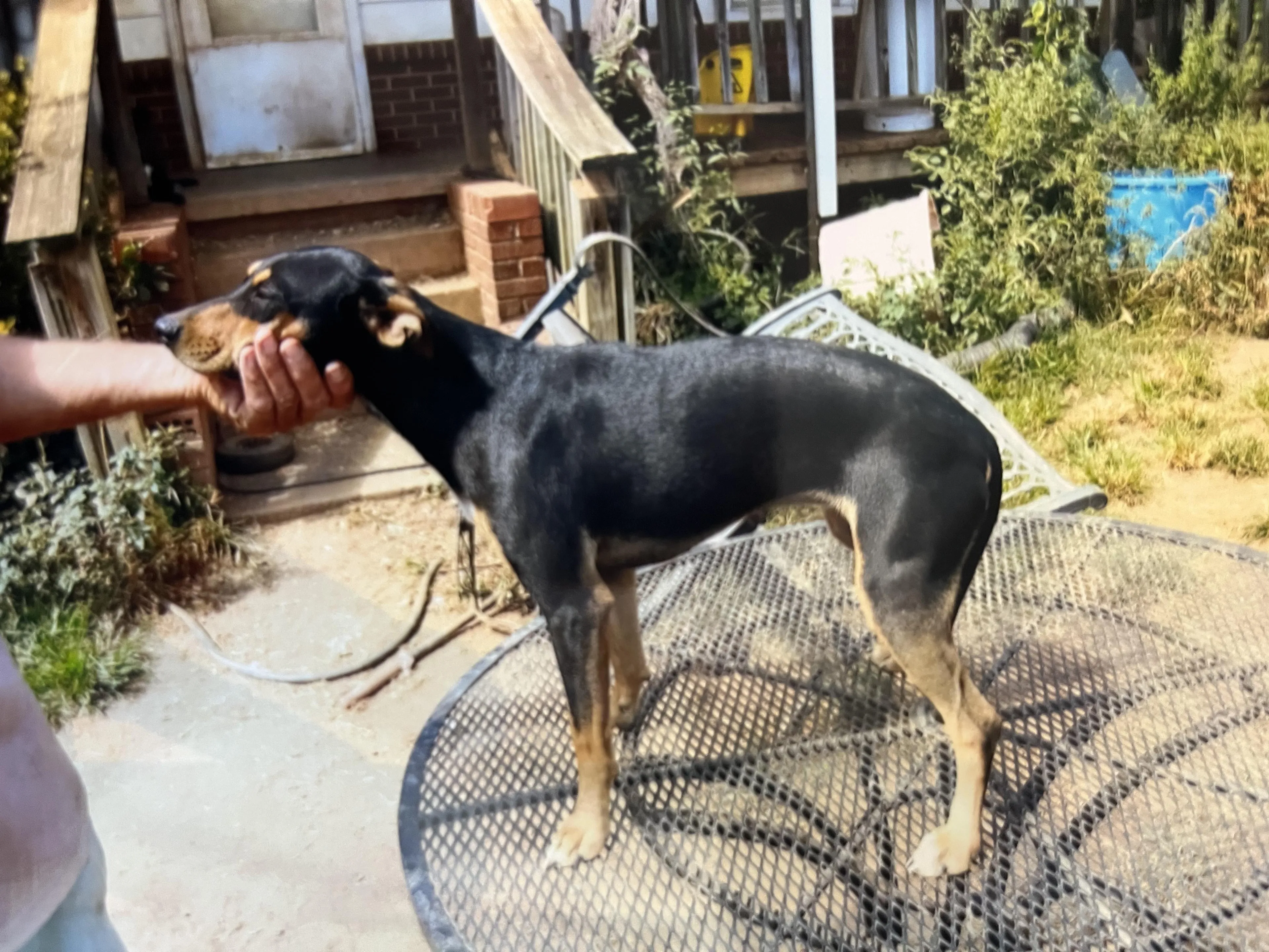 Found pet-0