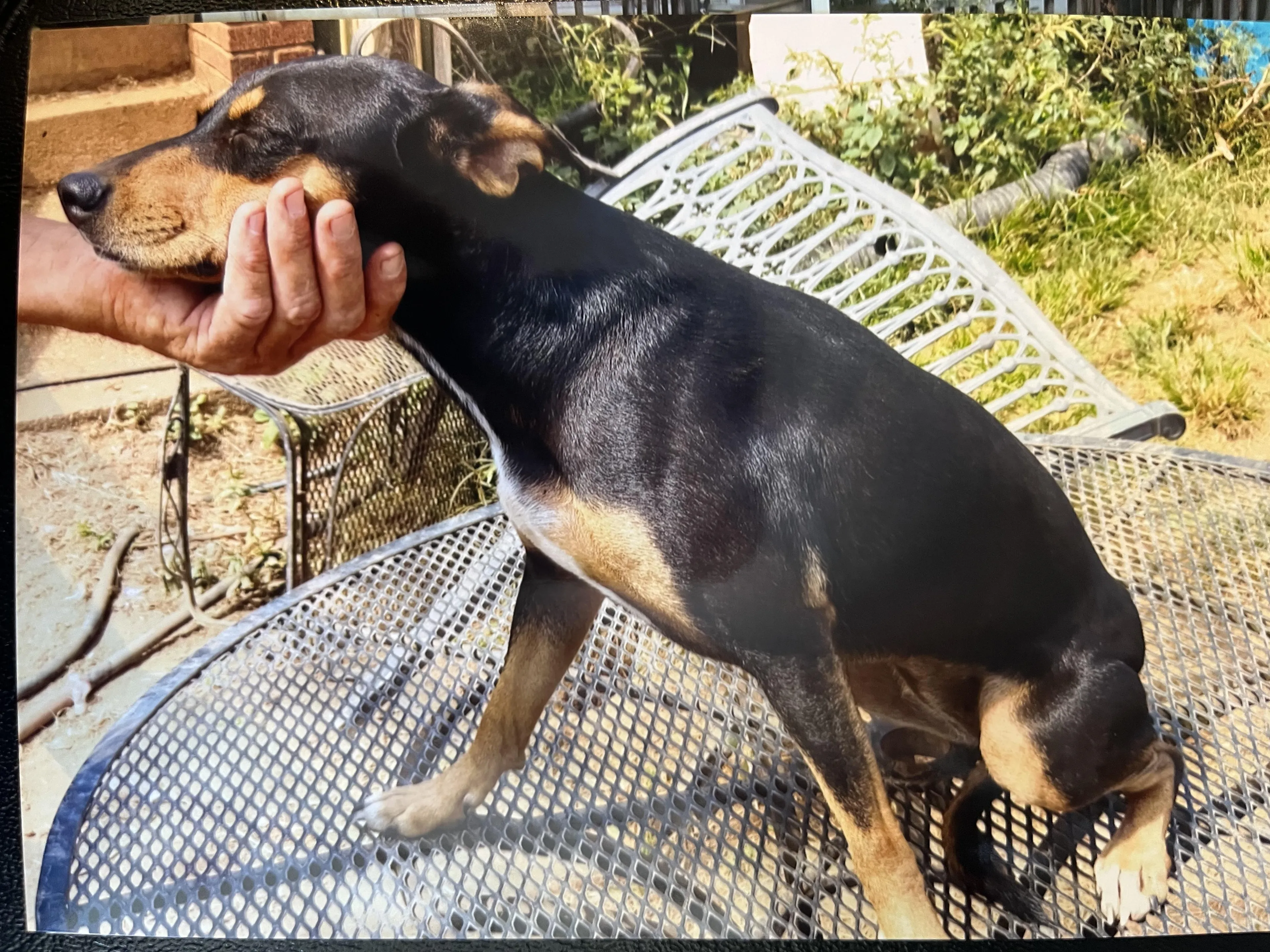 Found pet-3