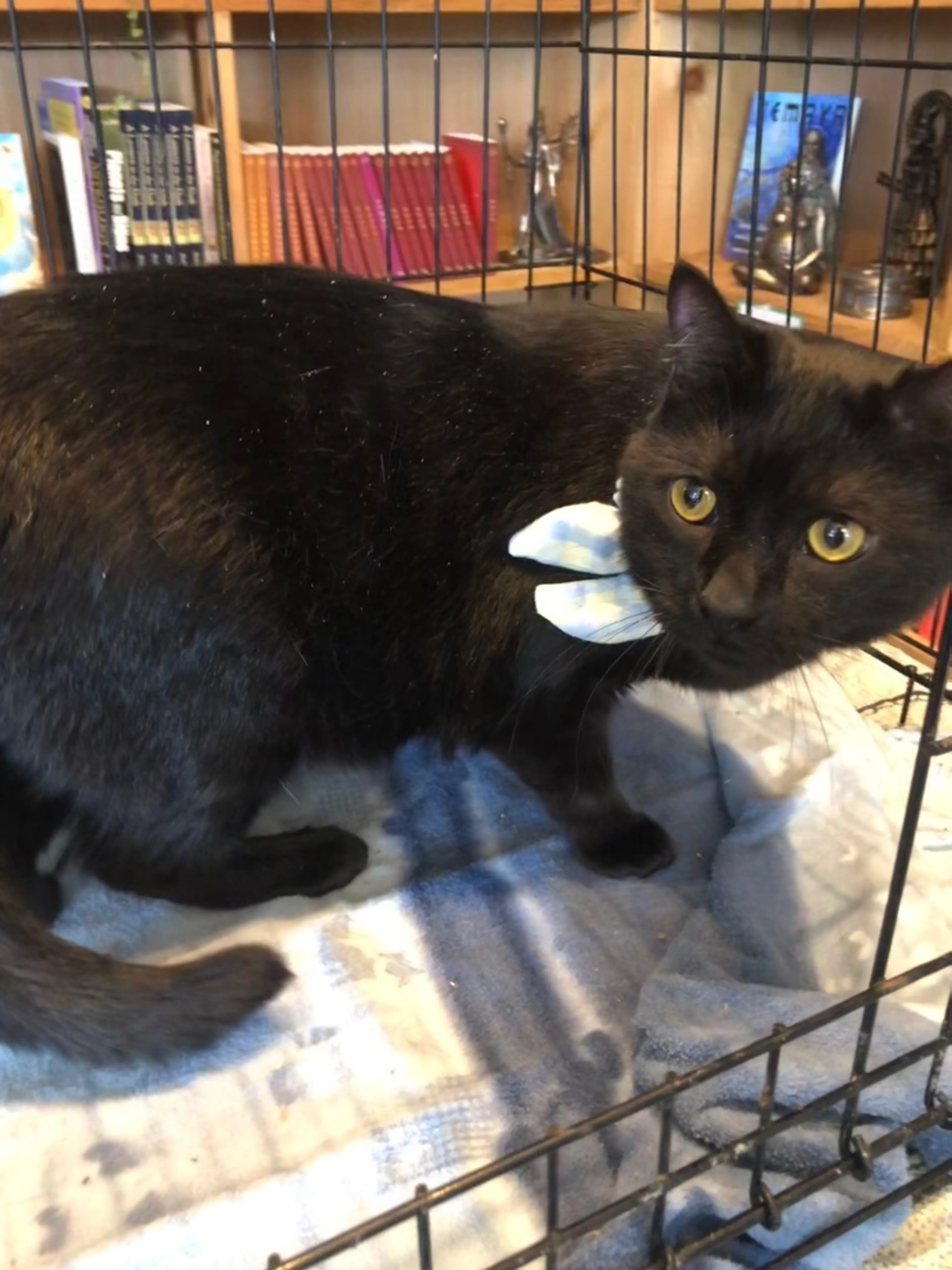 Found pet-2