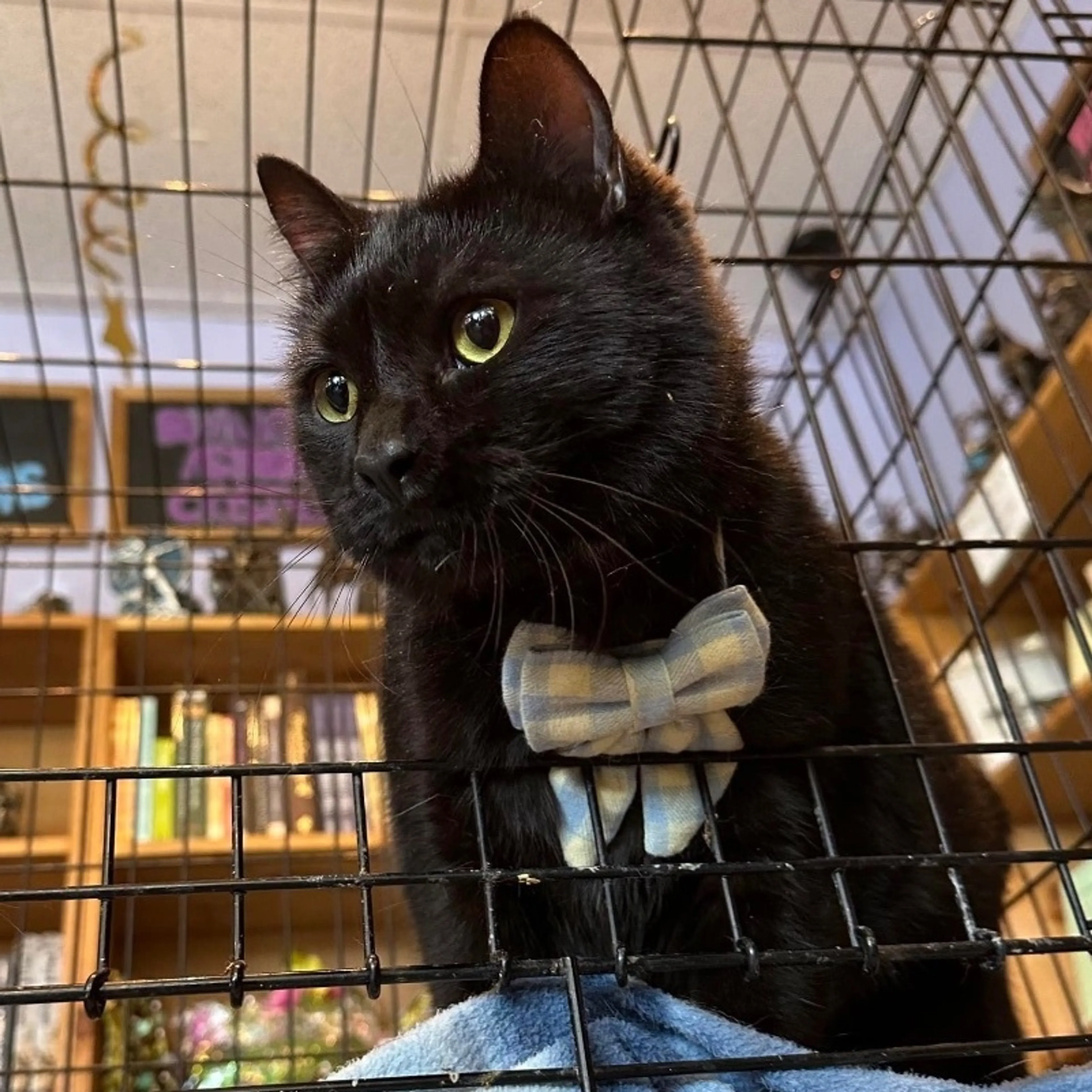 Found pet-3