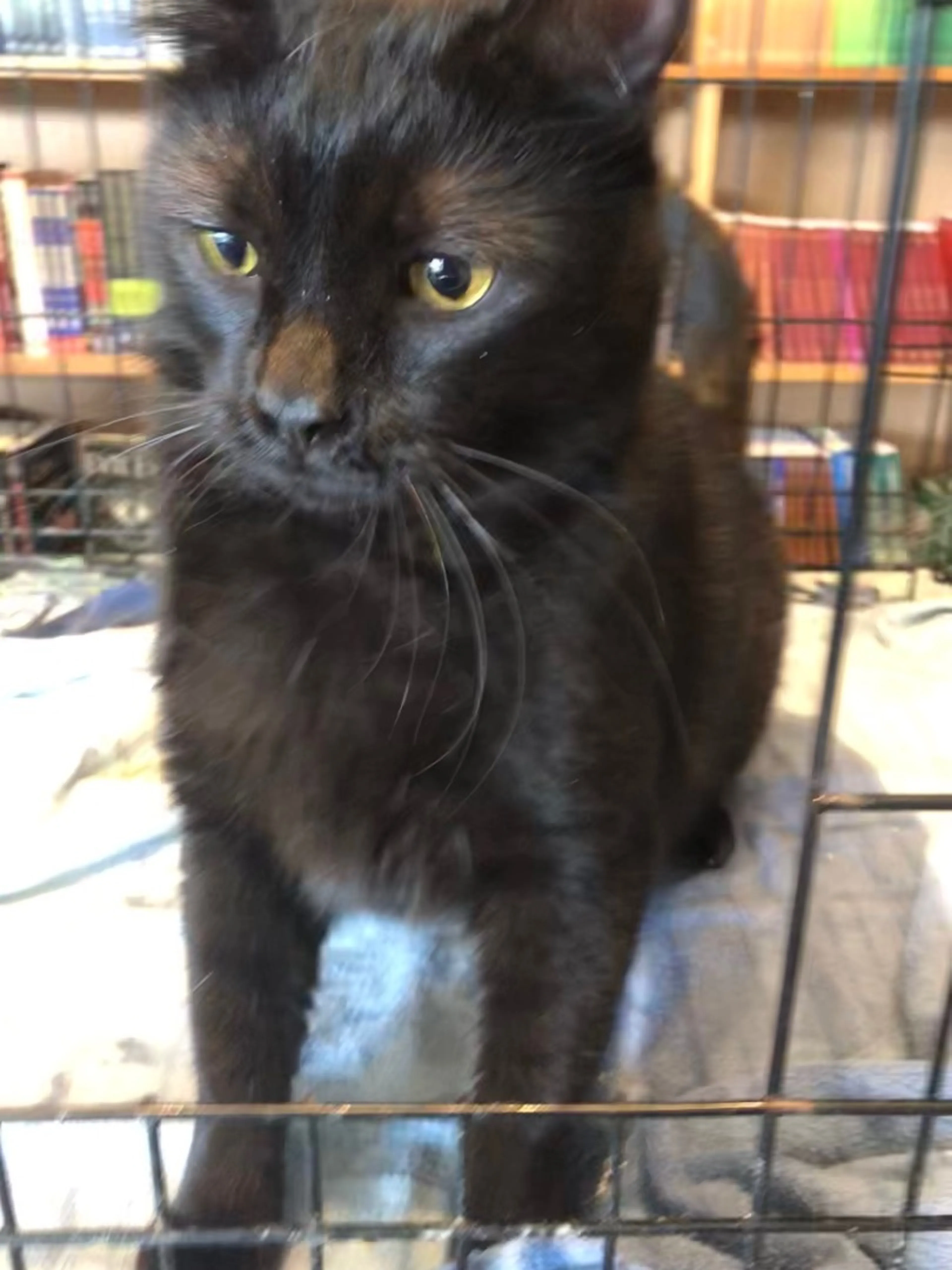 Found pet-4