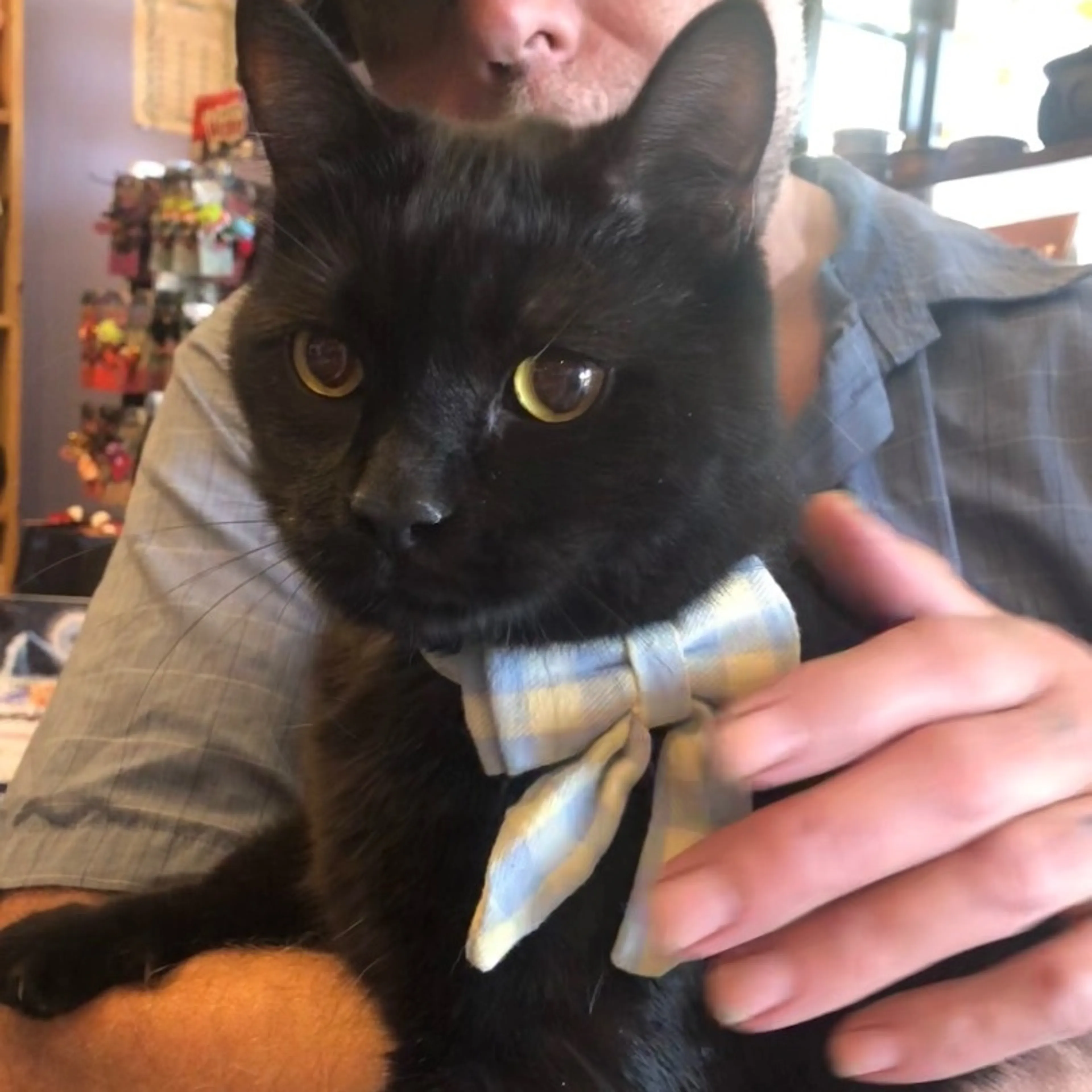 Found pet-1