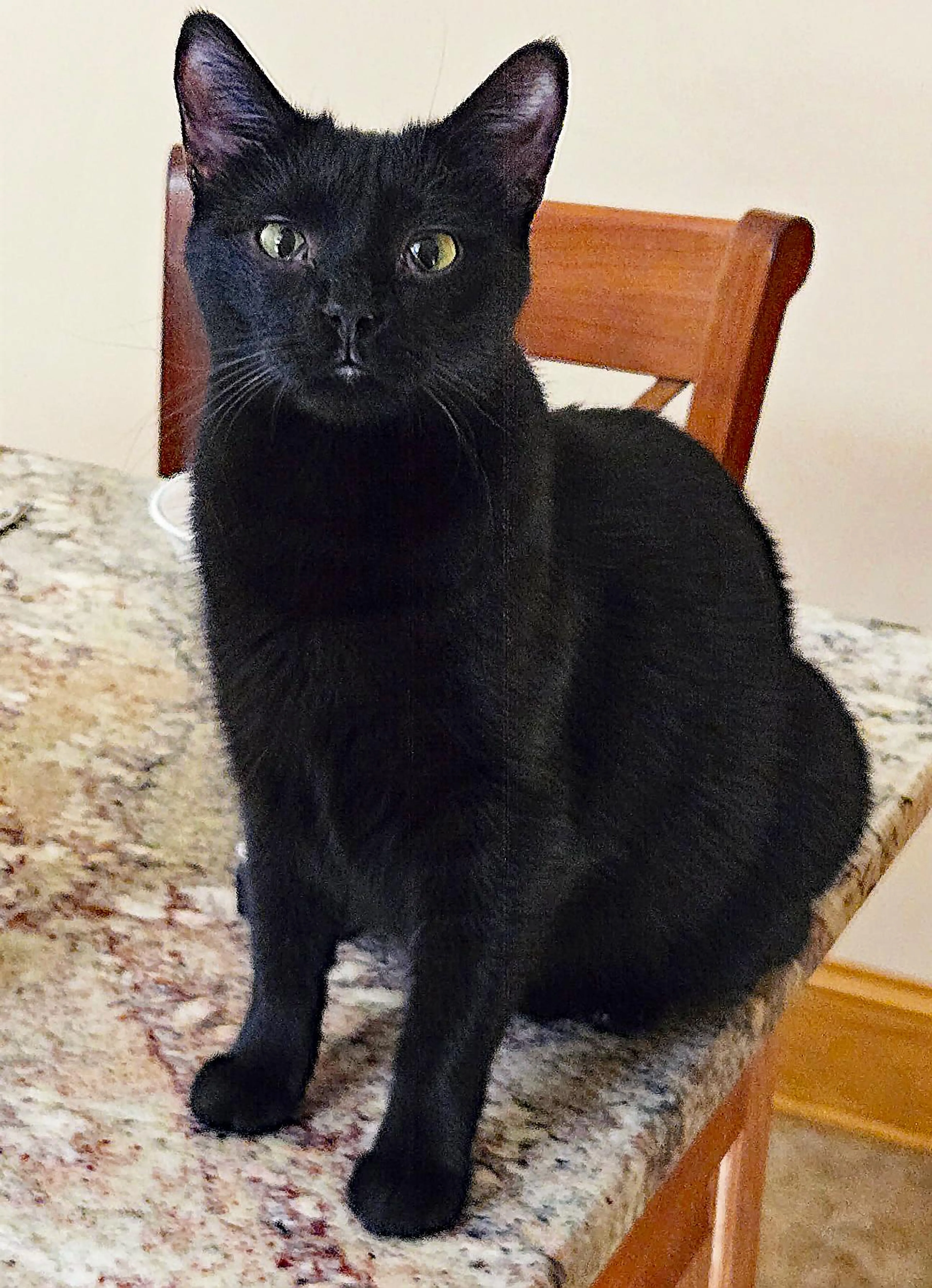 Found pet-1