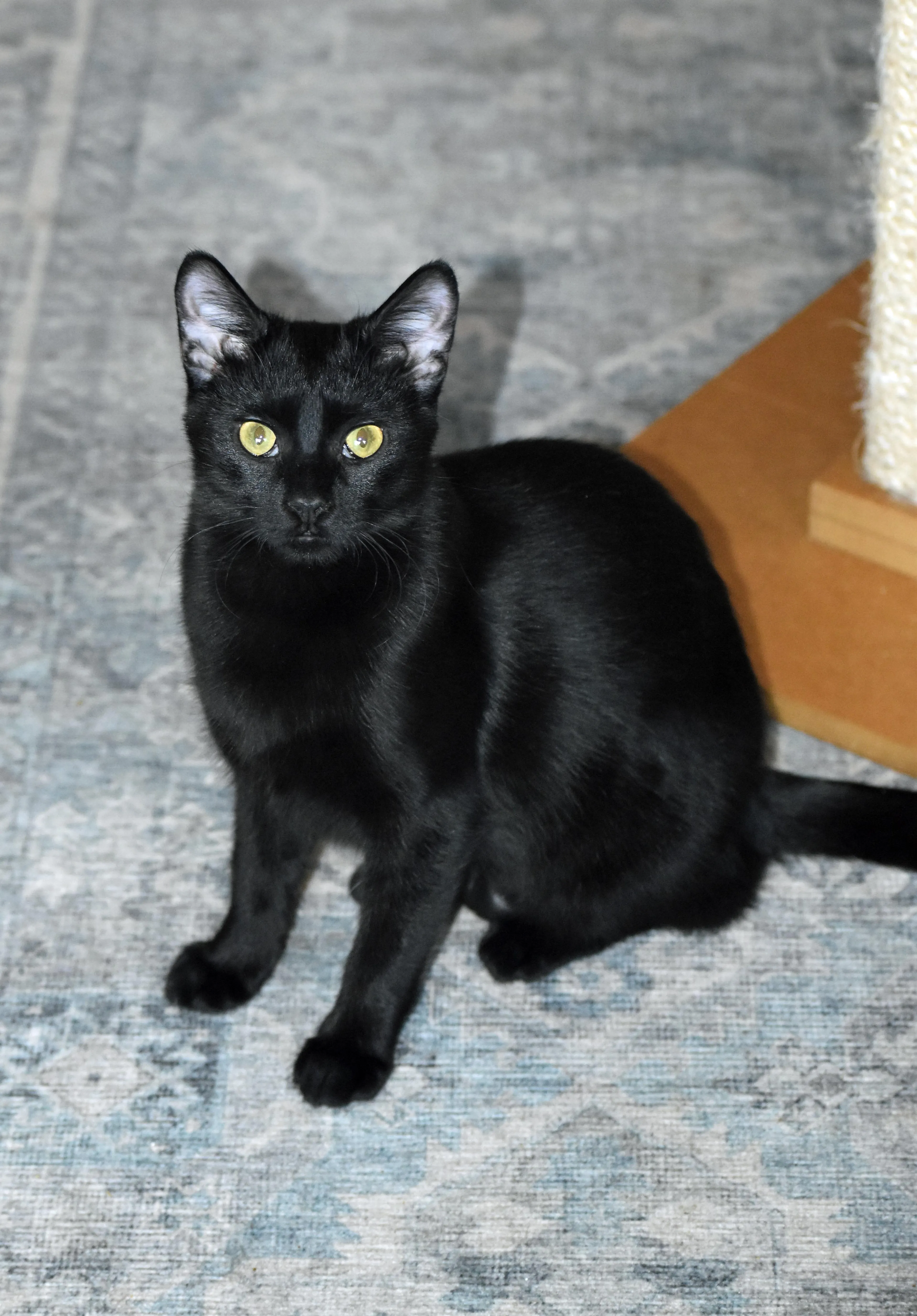 Found pet-4