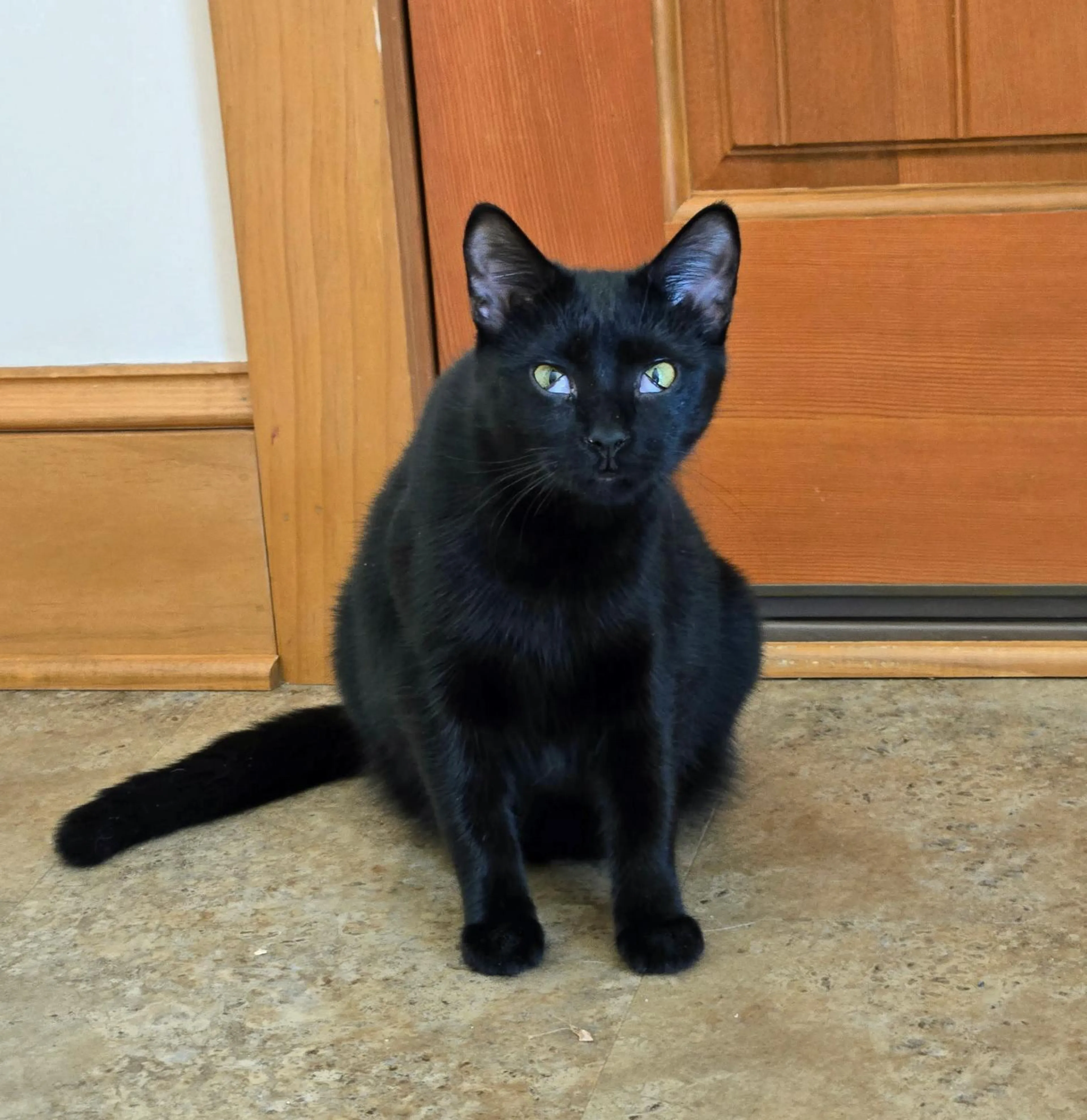 Found pet-2