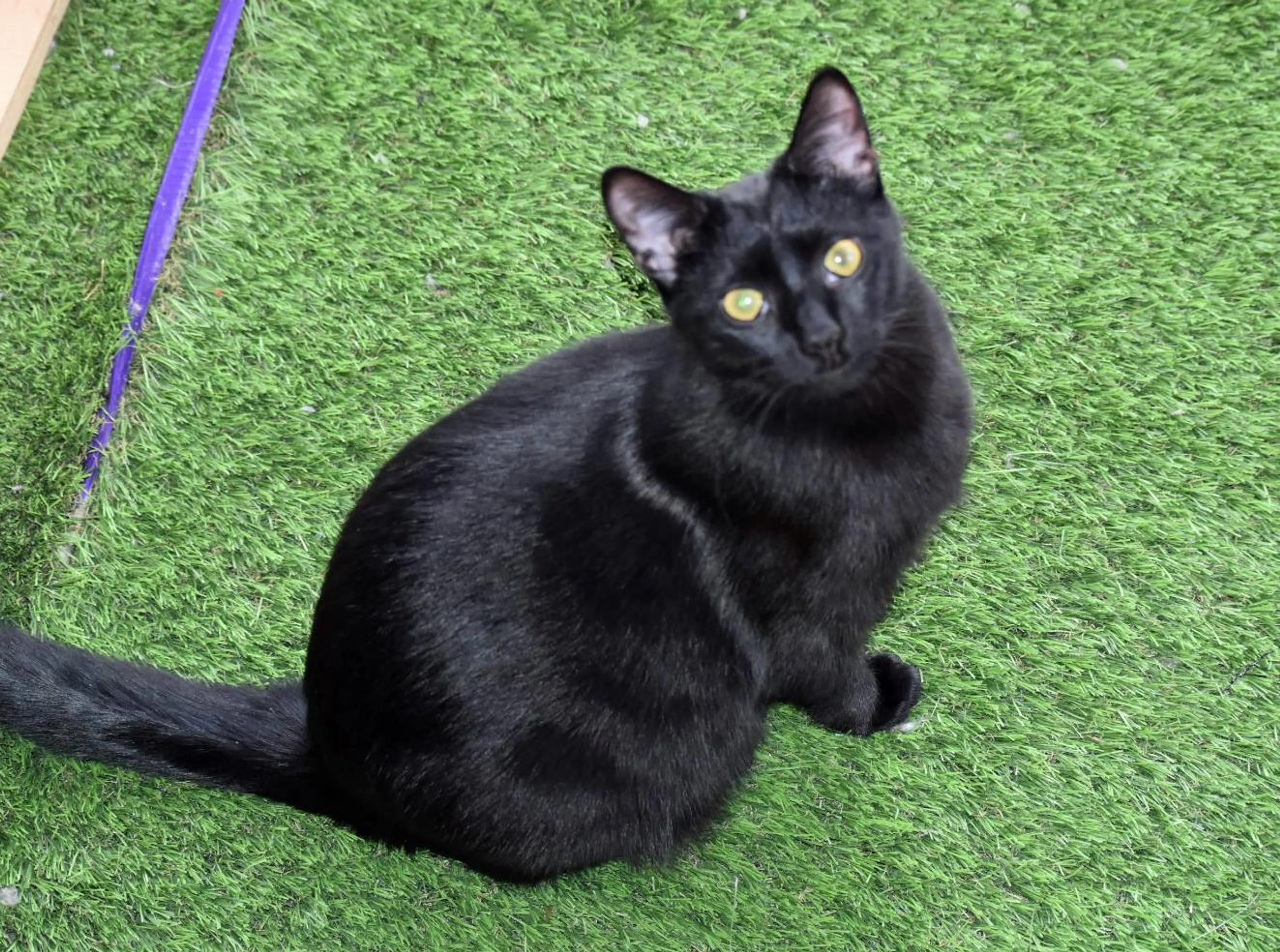 Found pet-3