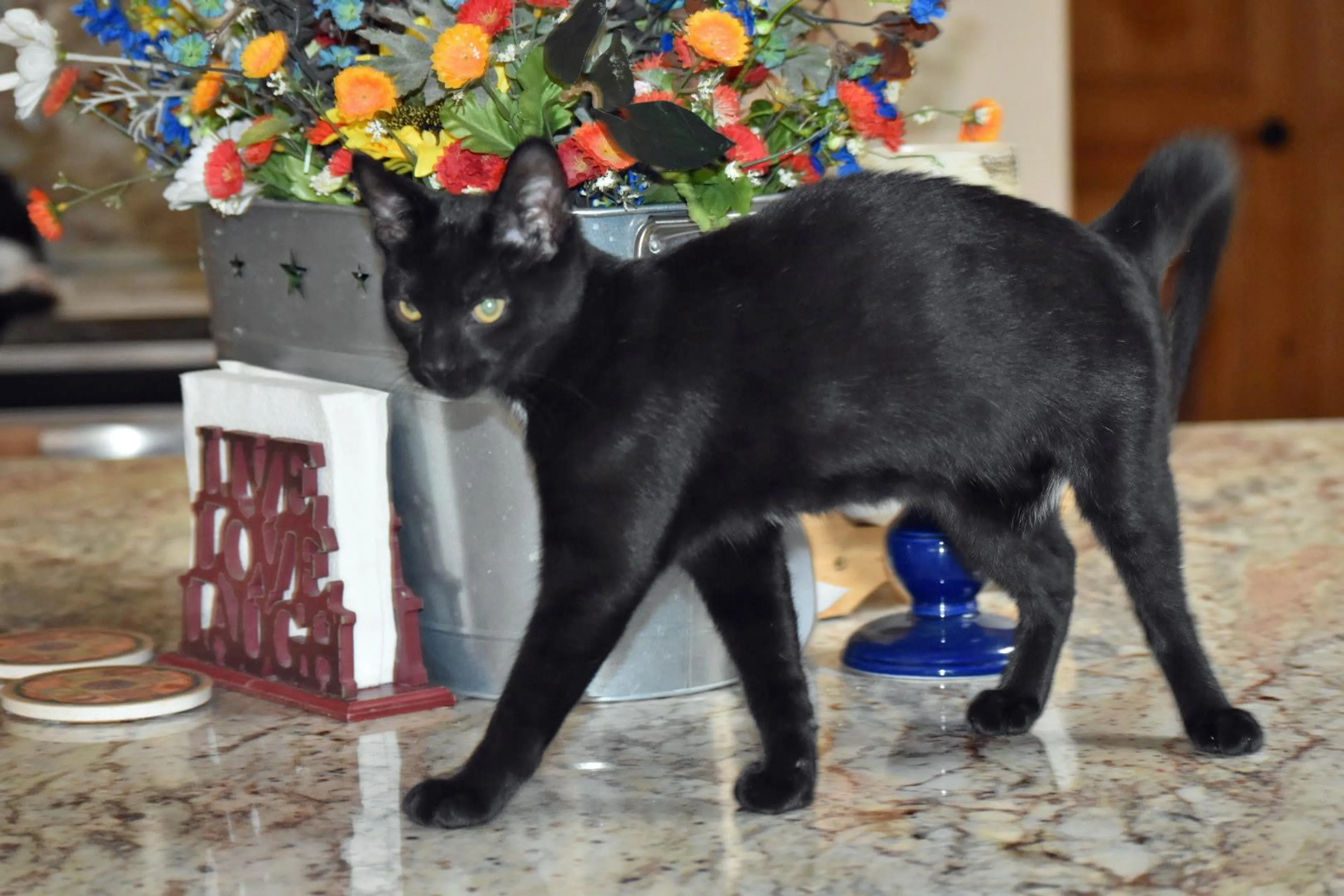 Found pet-2