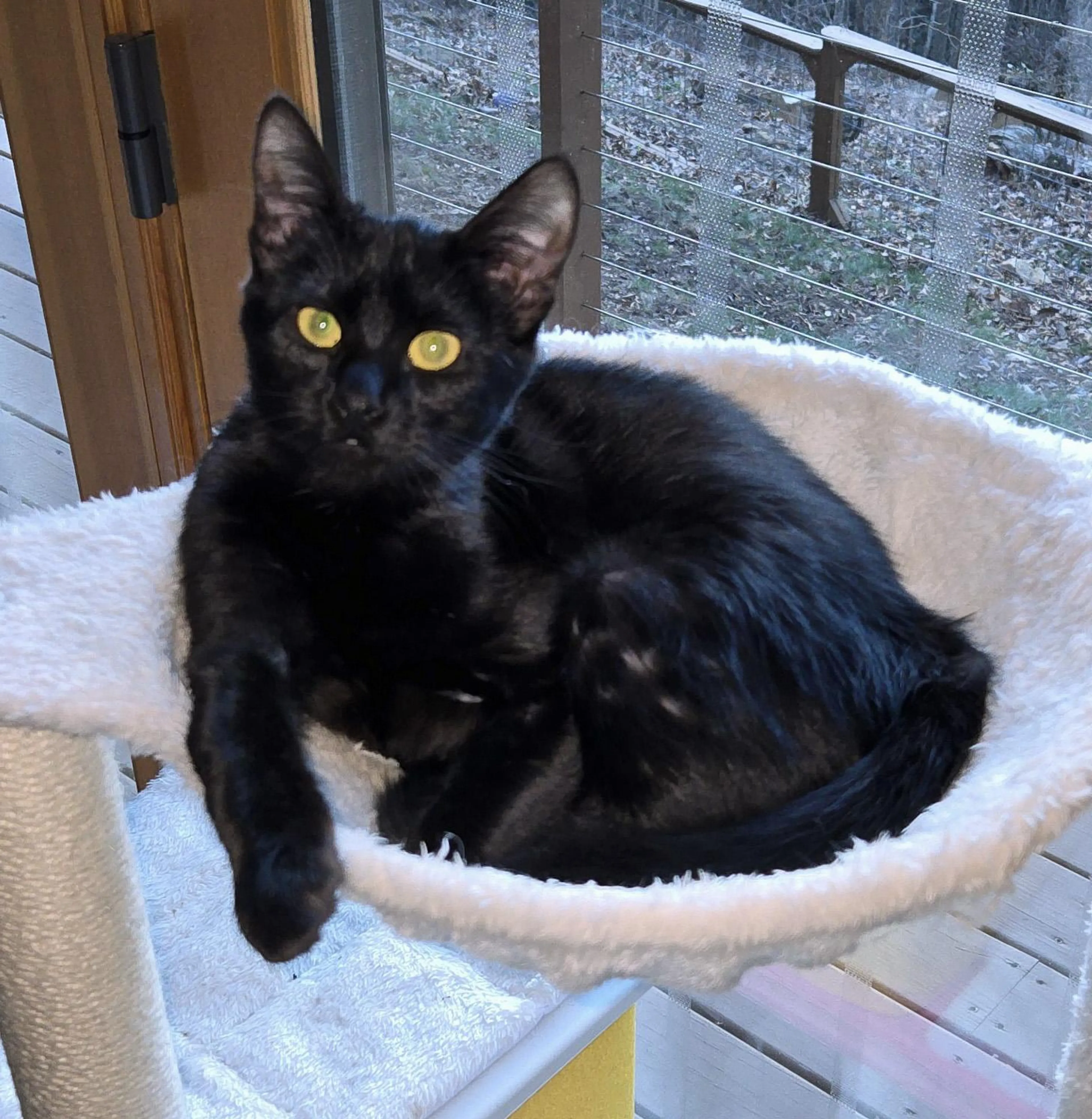 Found pet-1