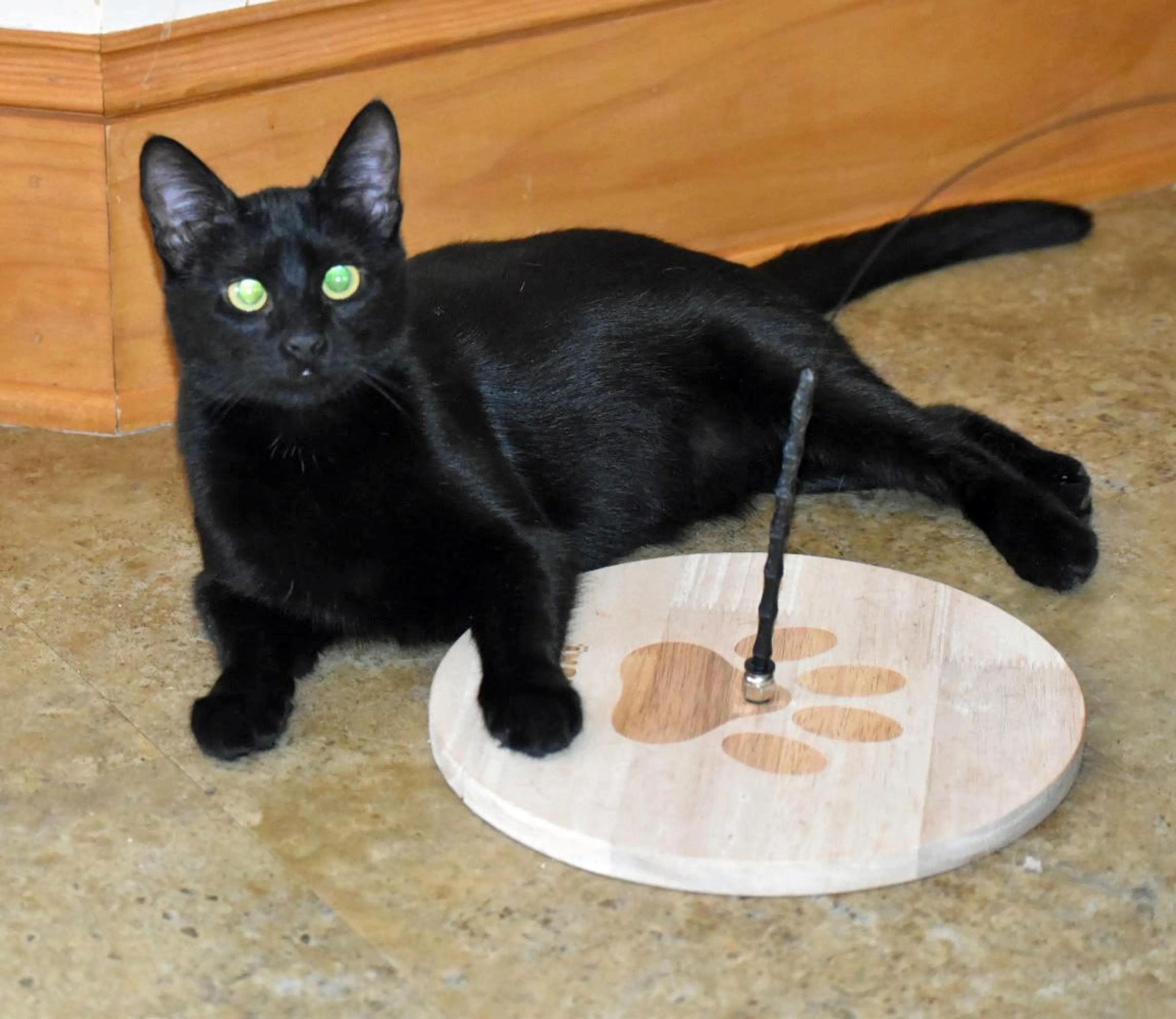 Found pet-3