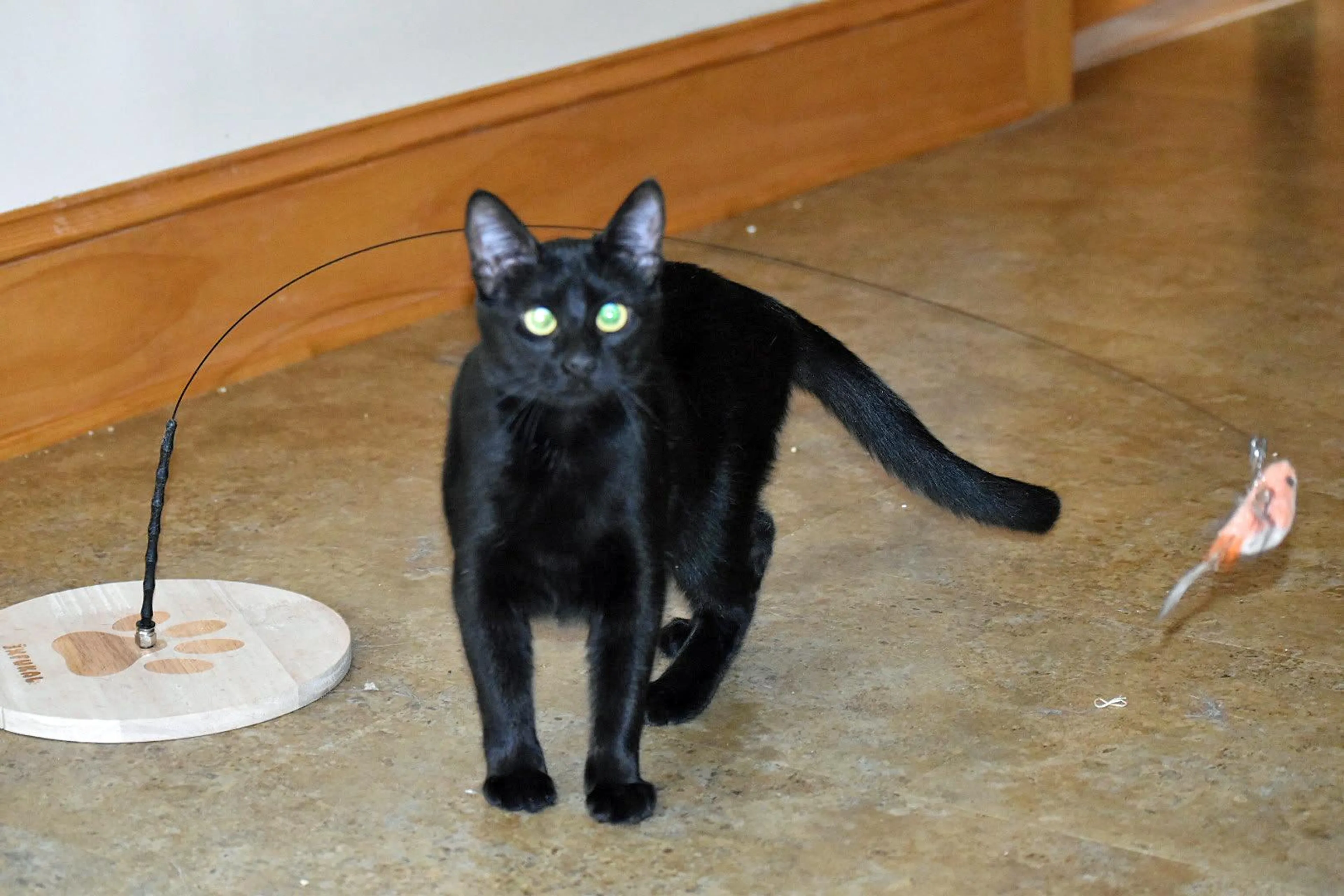 Found pet-4