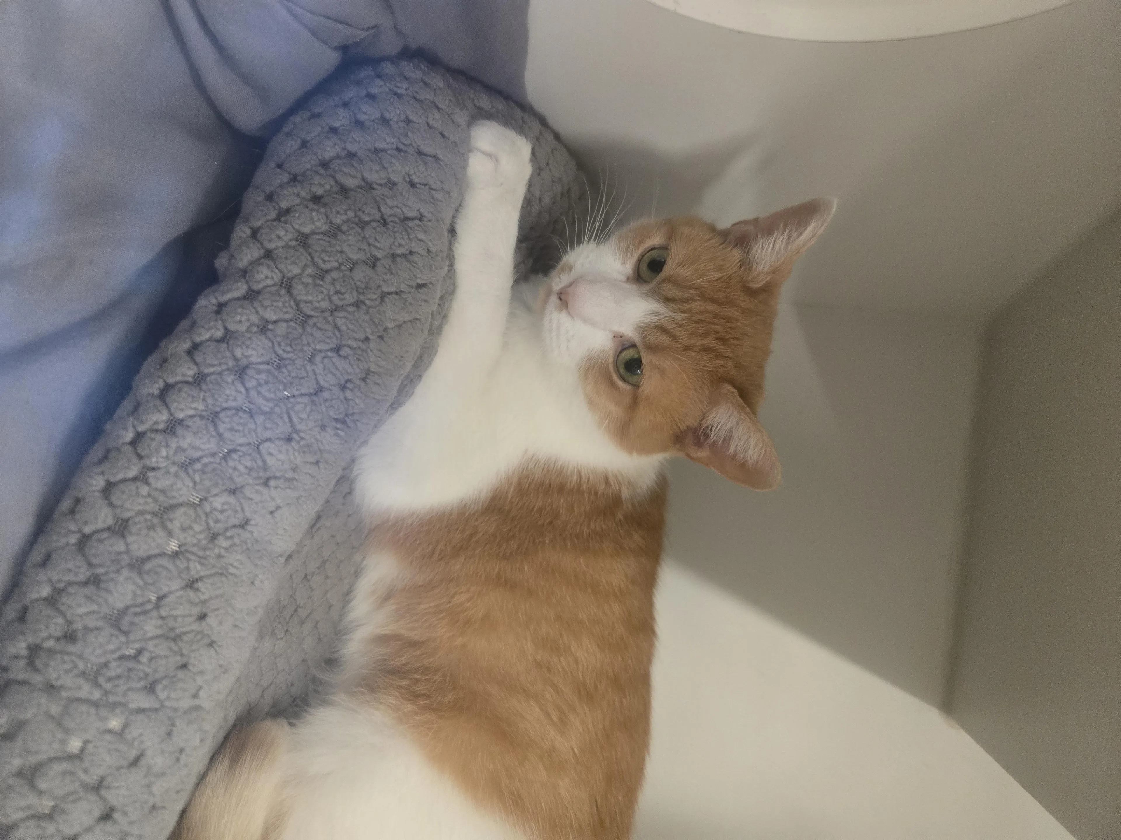 Found pet-1