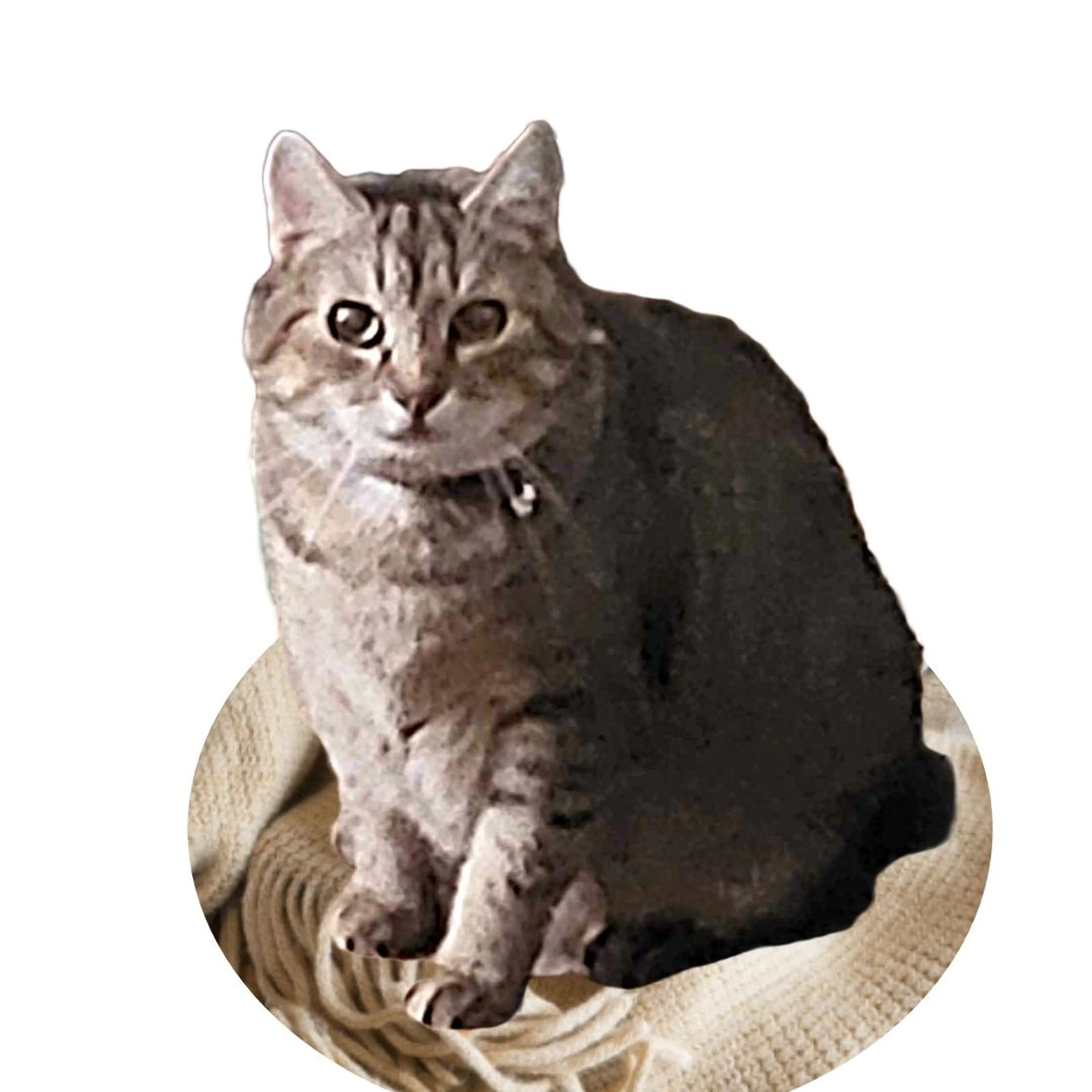 Found pet-1