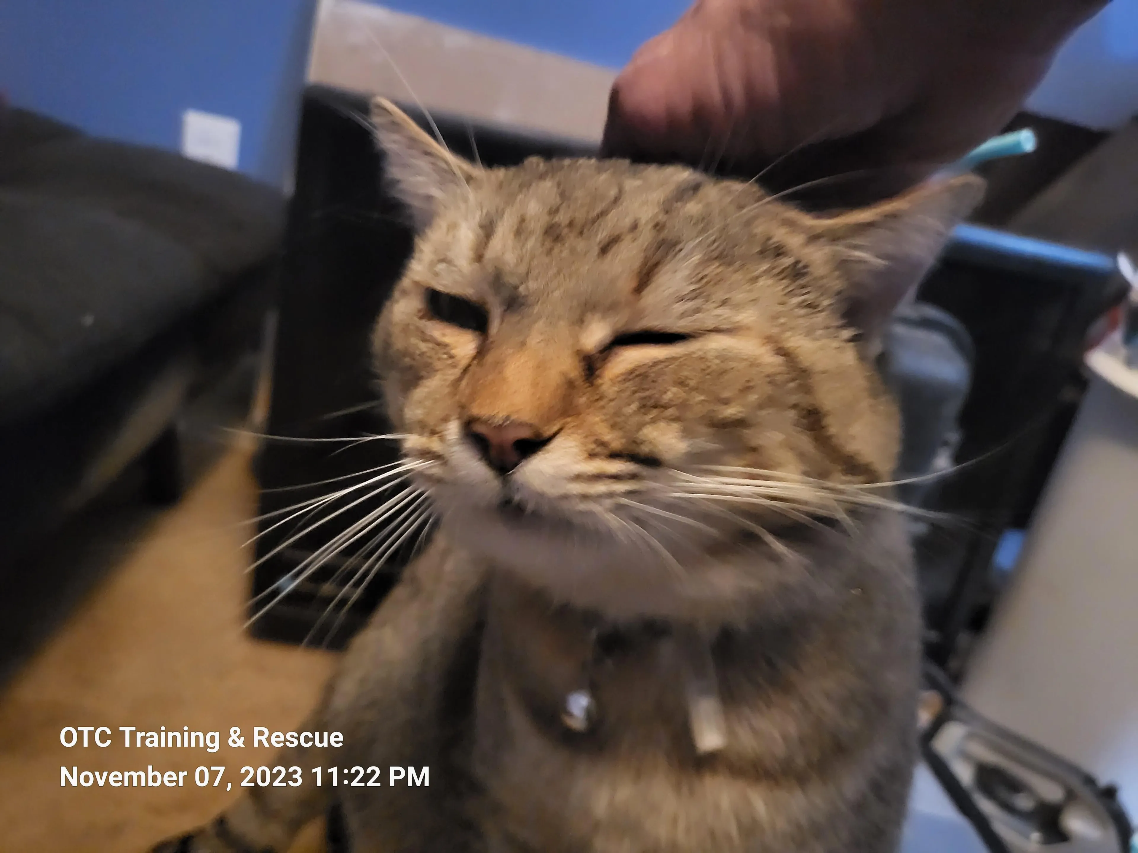 Found pet-4