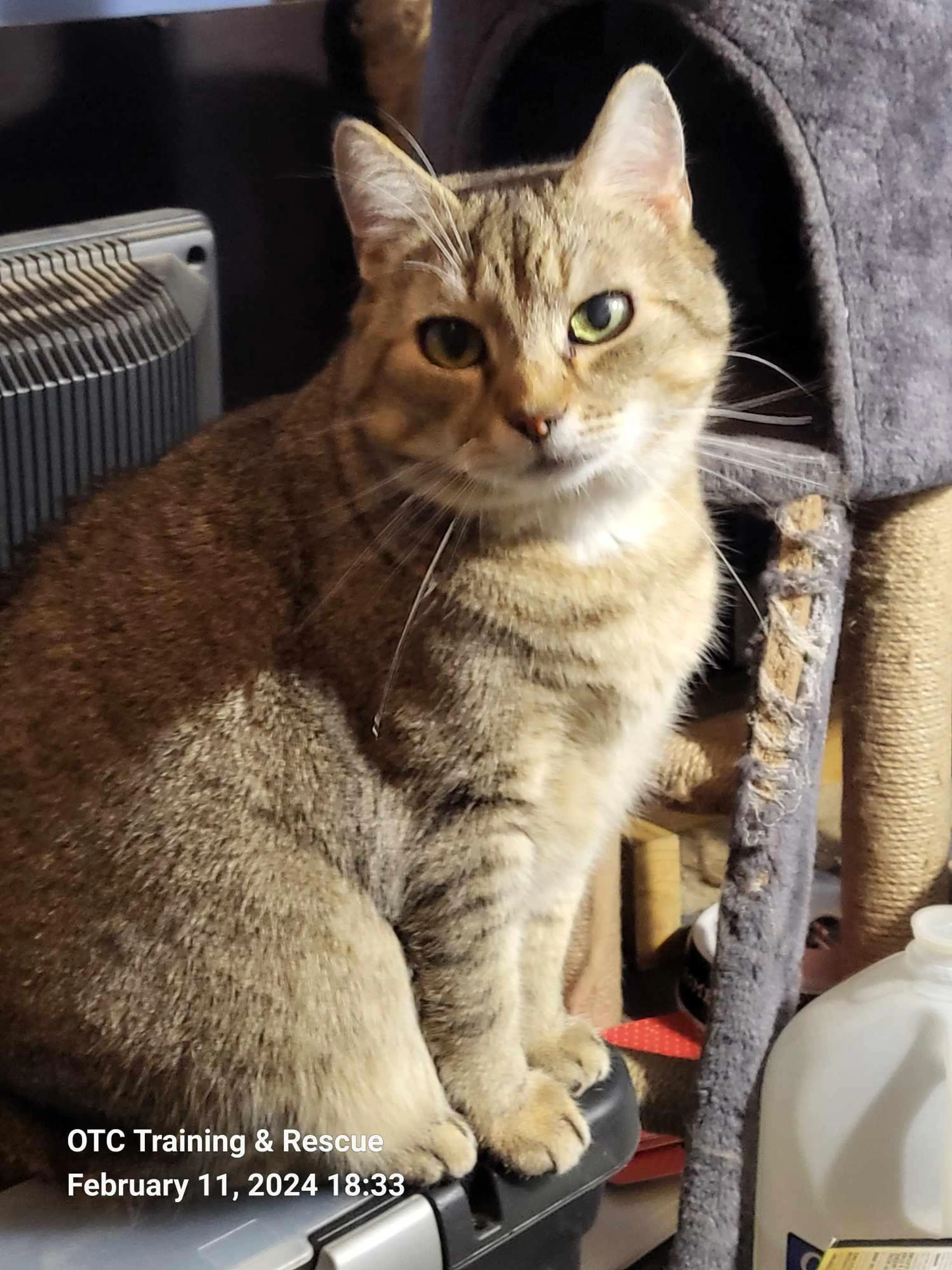 Found pet-3