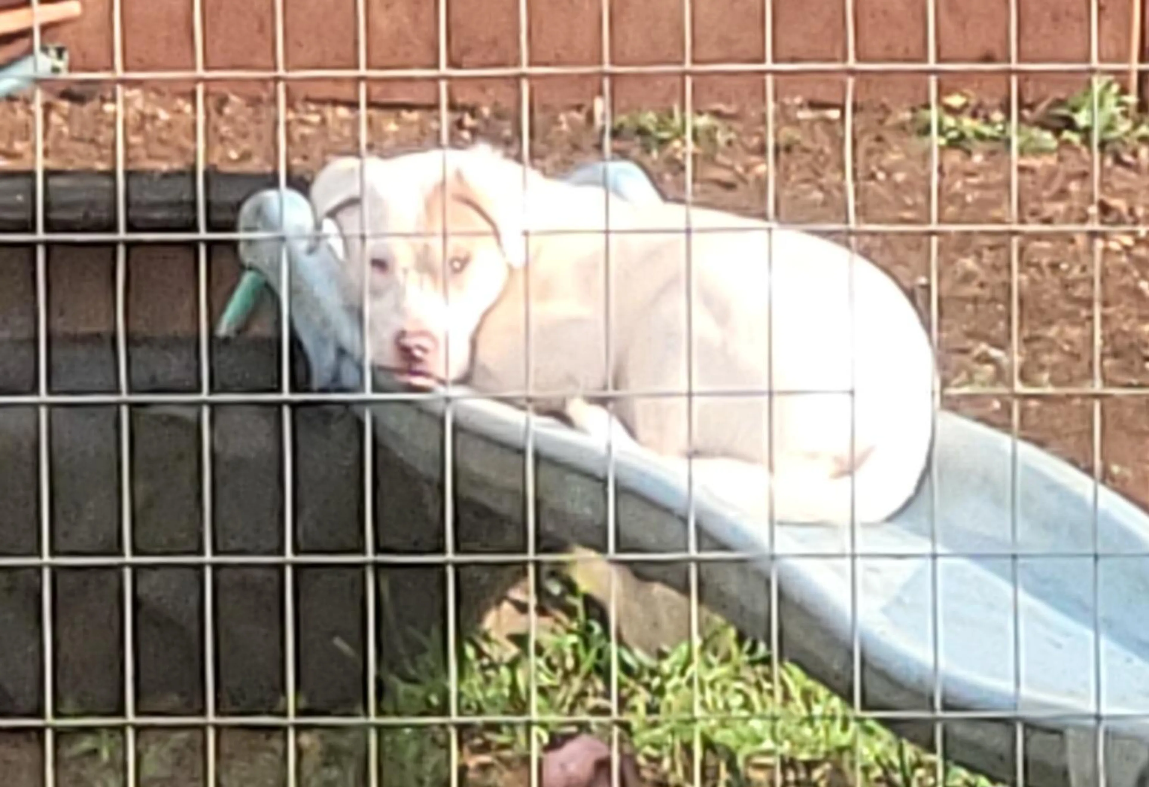 Found pet-2