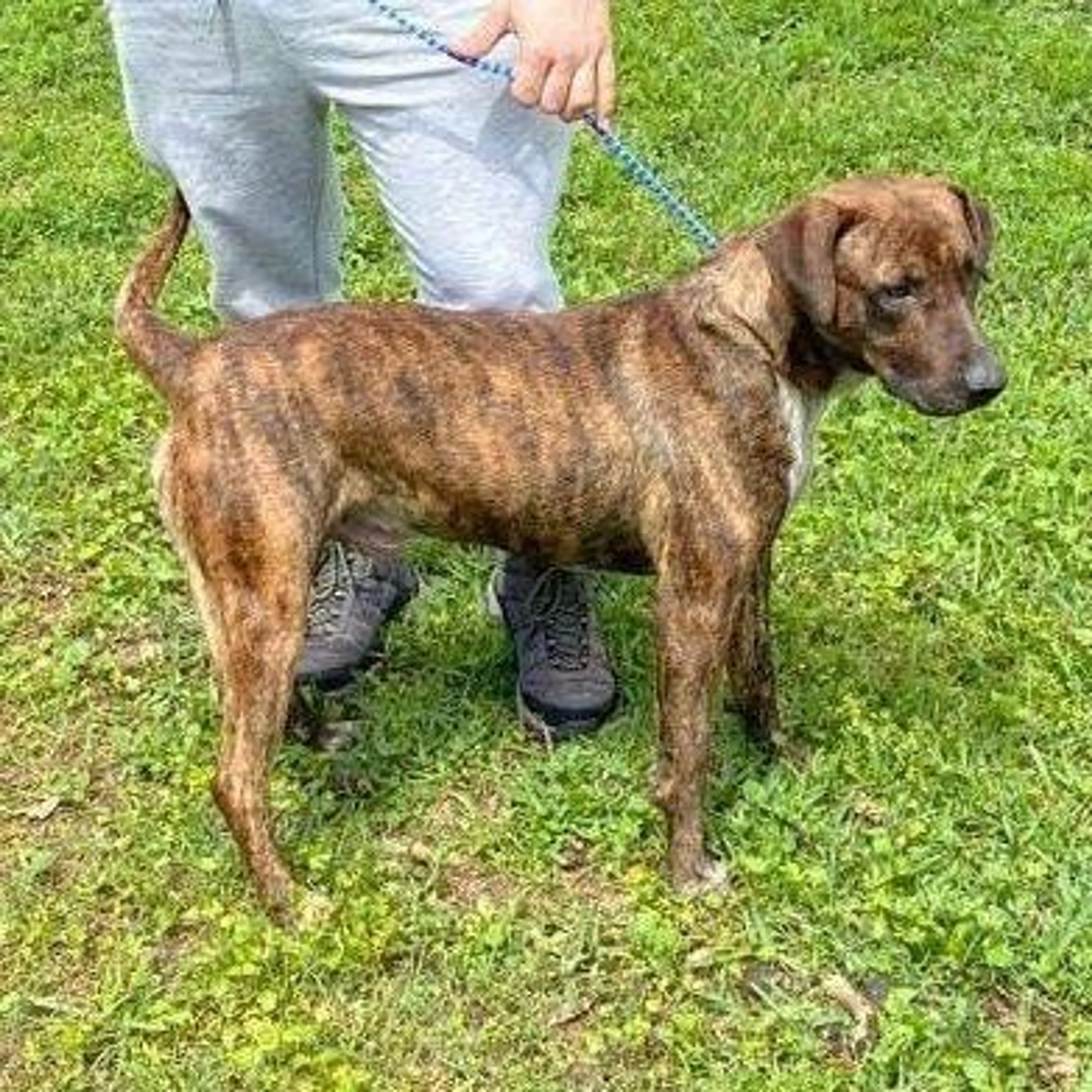 Found pet-4