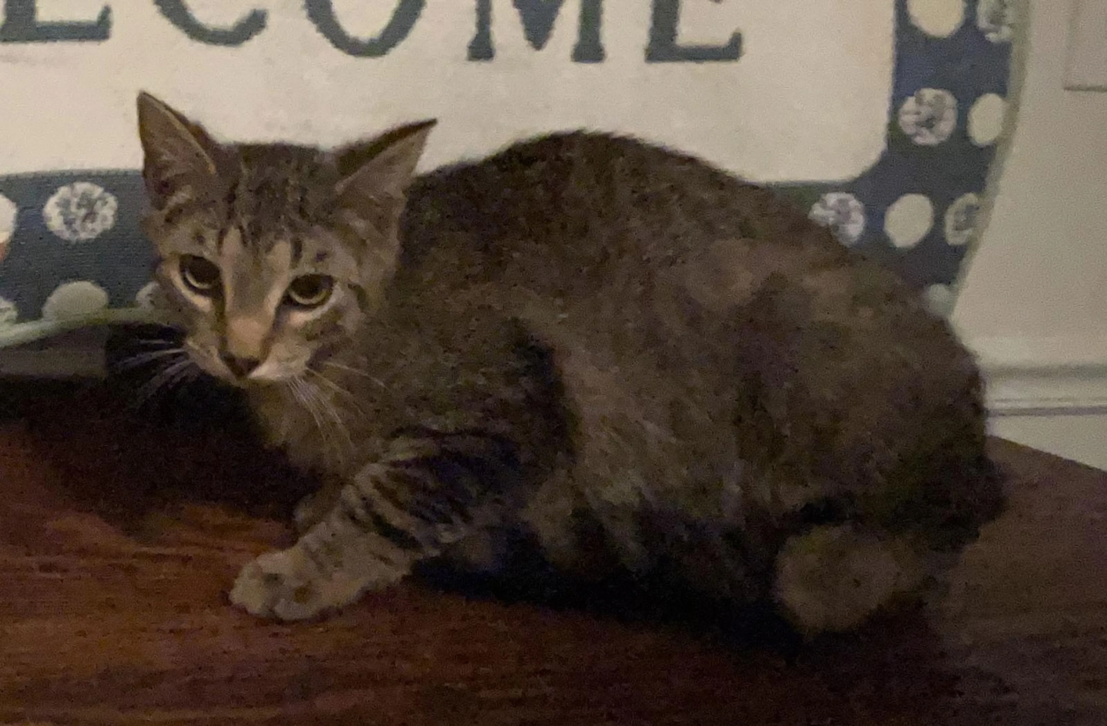 Found pet-2